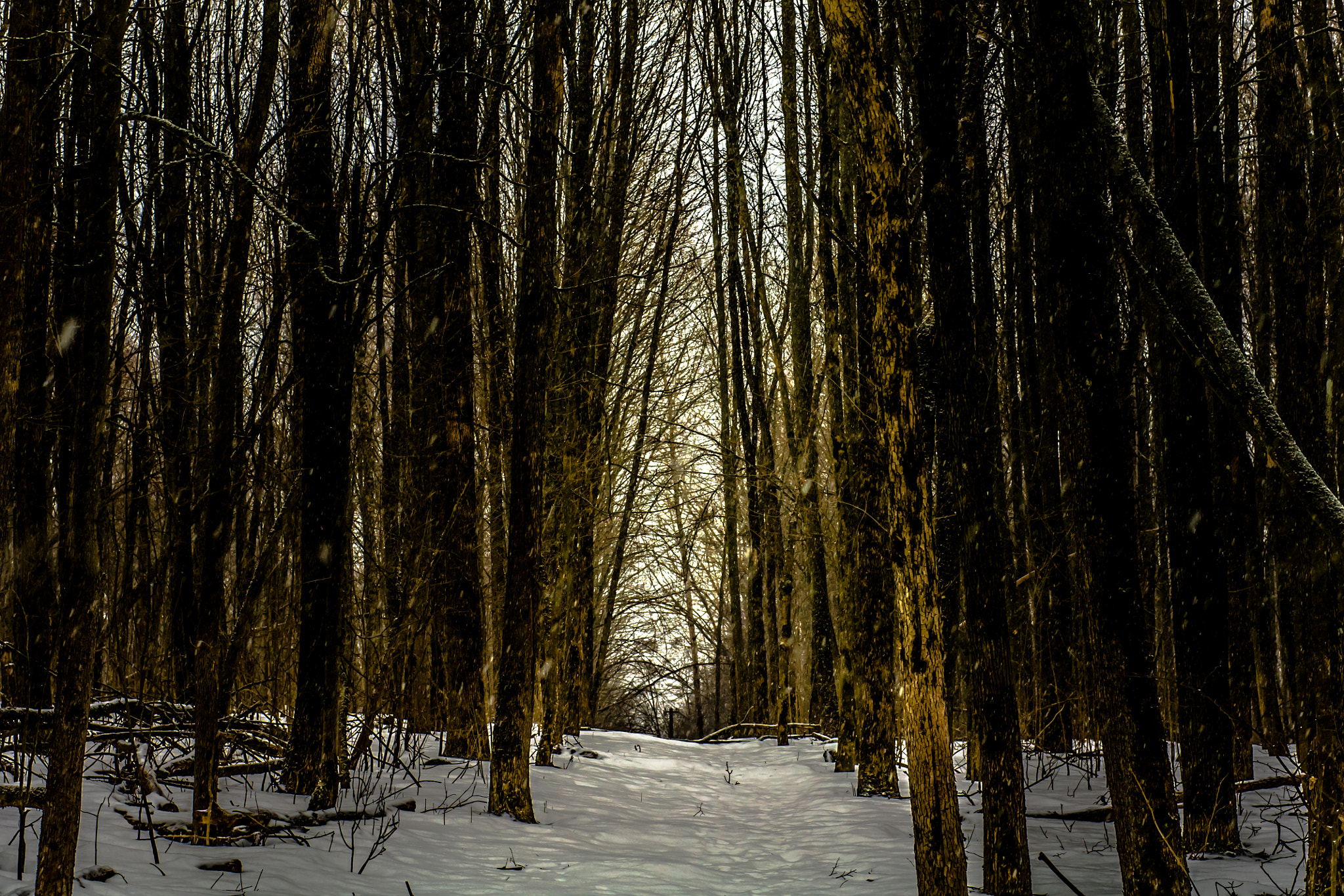 Sony Alpha DSLR-A500 + Sony 50mm F1.4 sample photo. The path in the forest photography