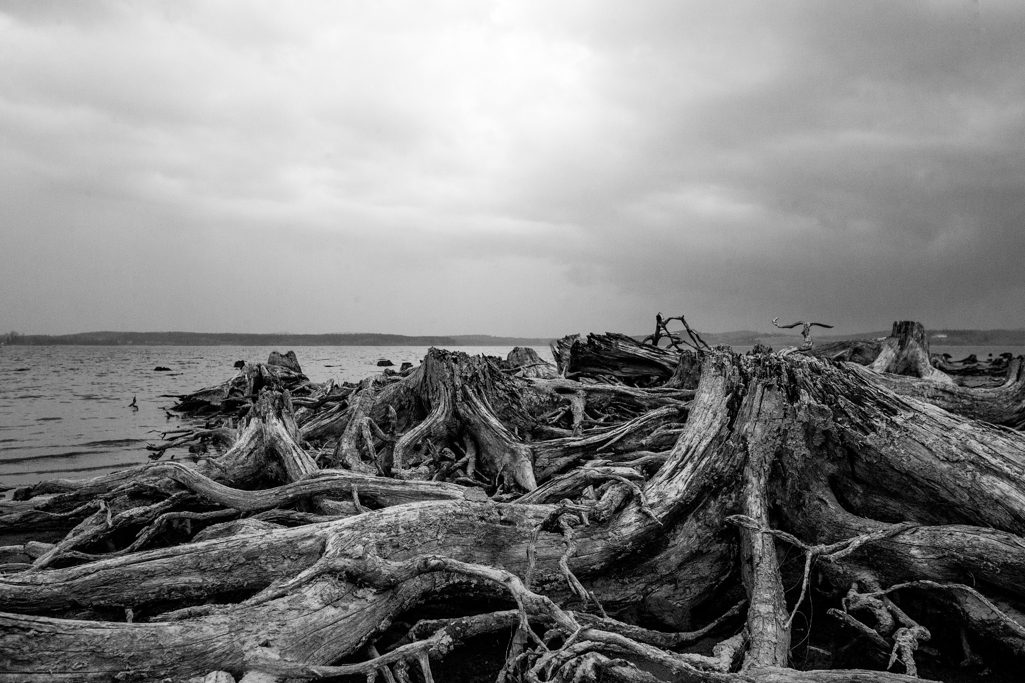 Canon EOS 5D Mark II + Sigma 28mm f/1.8 DG Macro EX sample photo. Dead forrest photography