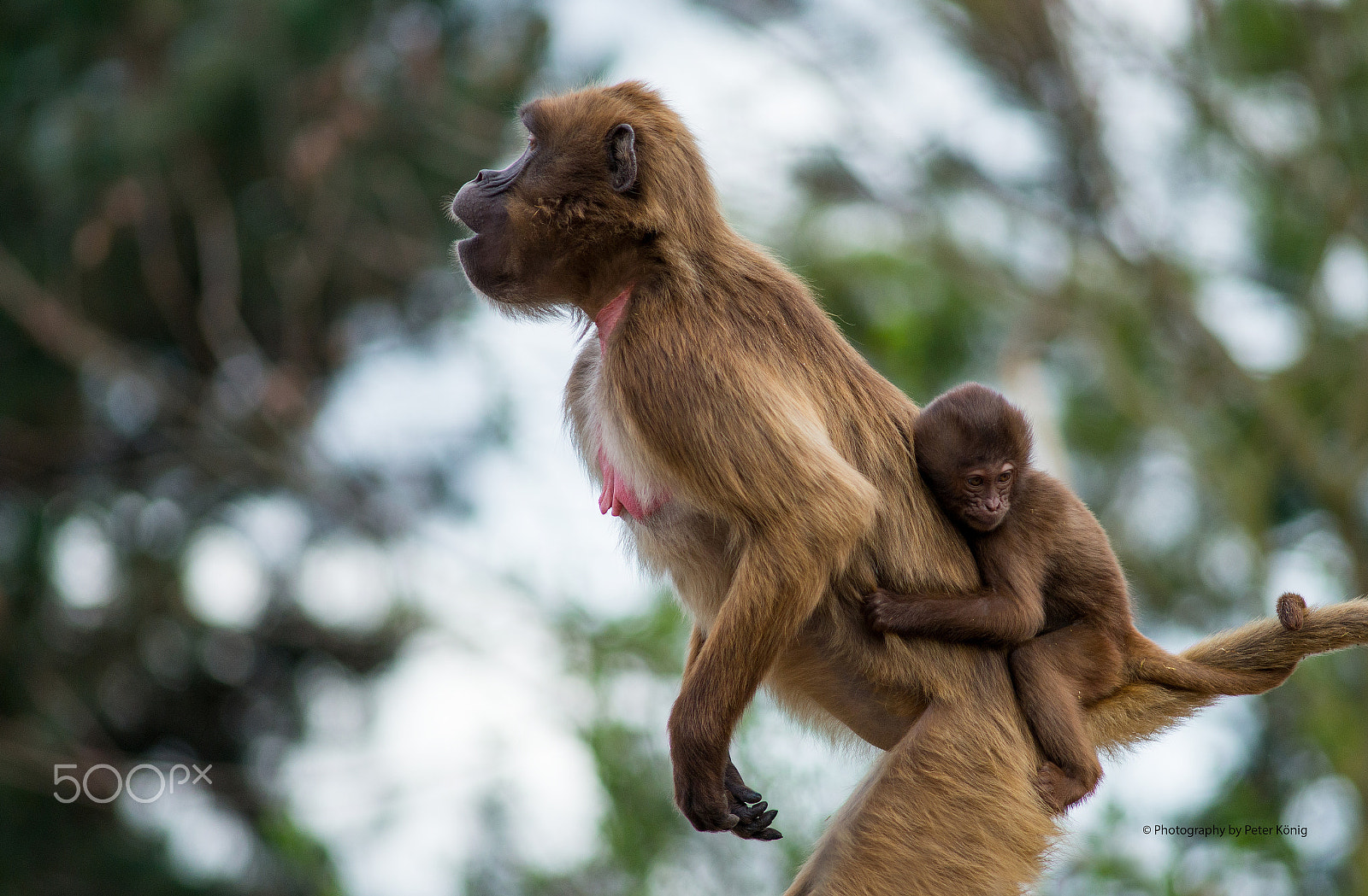 Nikon D600 + AF Nikkor 300mm f/4 IF-ED sample photo. Monkey and child photography