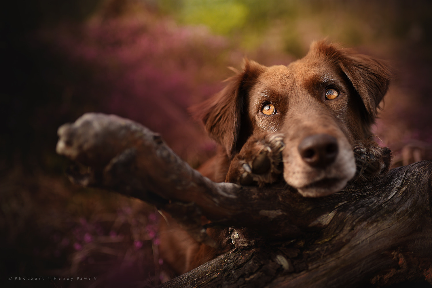 Nikon D750 + AF-S Nikkor 35mm f/1.8G sample photo. ....little dreamer.... photography