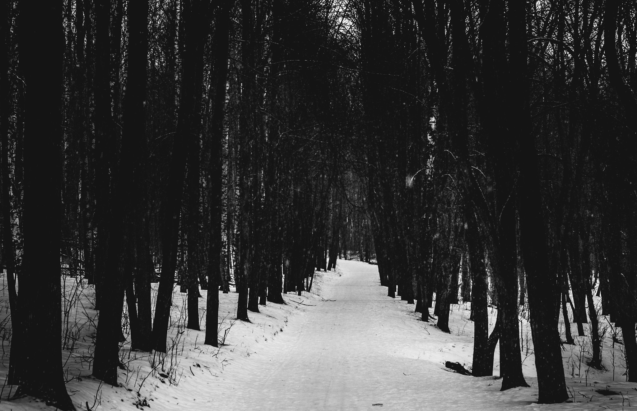 Sony Alpha DSLR-A500 + Sony 50mm F1.4 sample photo. The path in the forest / bw photography