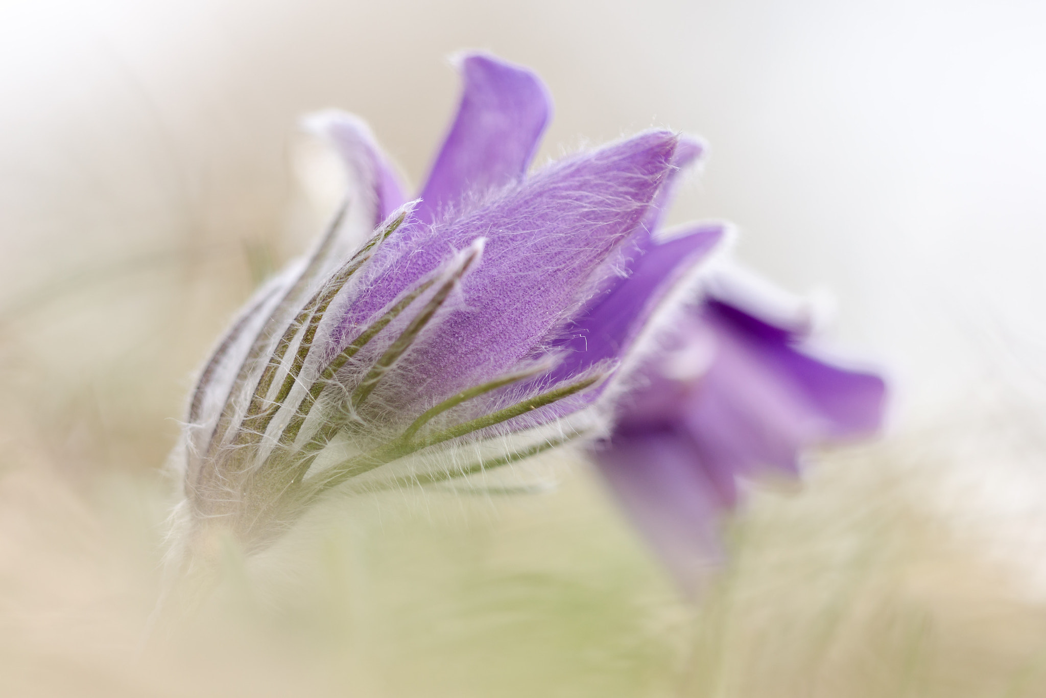 Sigma 150mm F2.8 EX DG Macro HSM sample photo. Pulsatilla oenipontana photography