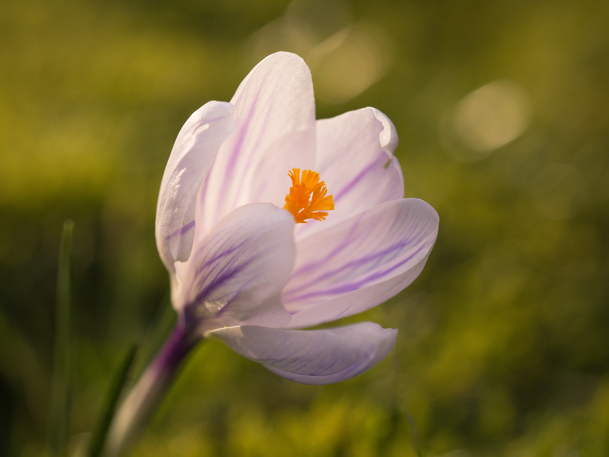 Olympus M.Zuiko Digital ED 60mm F2.8 Macro sample photo. Crocus in grasfield photography
