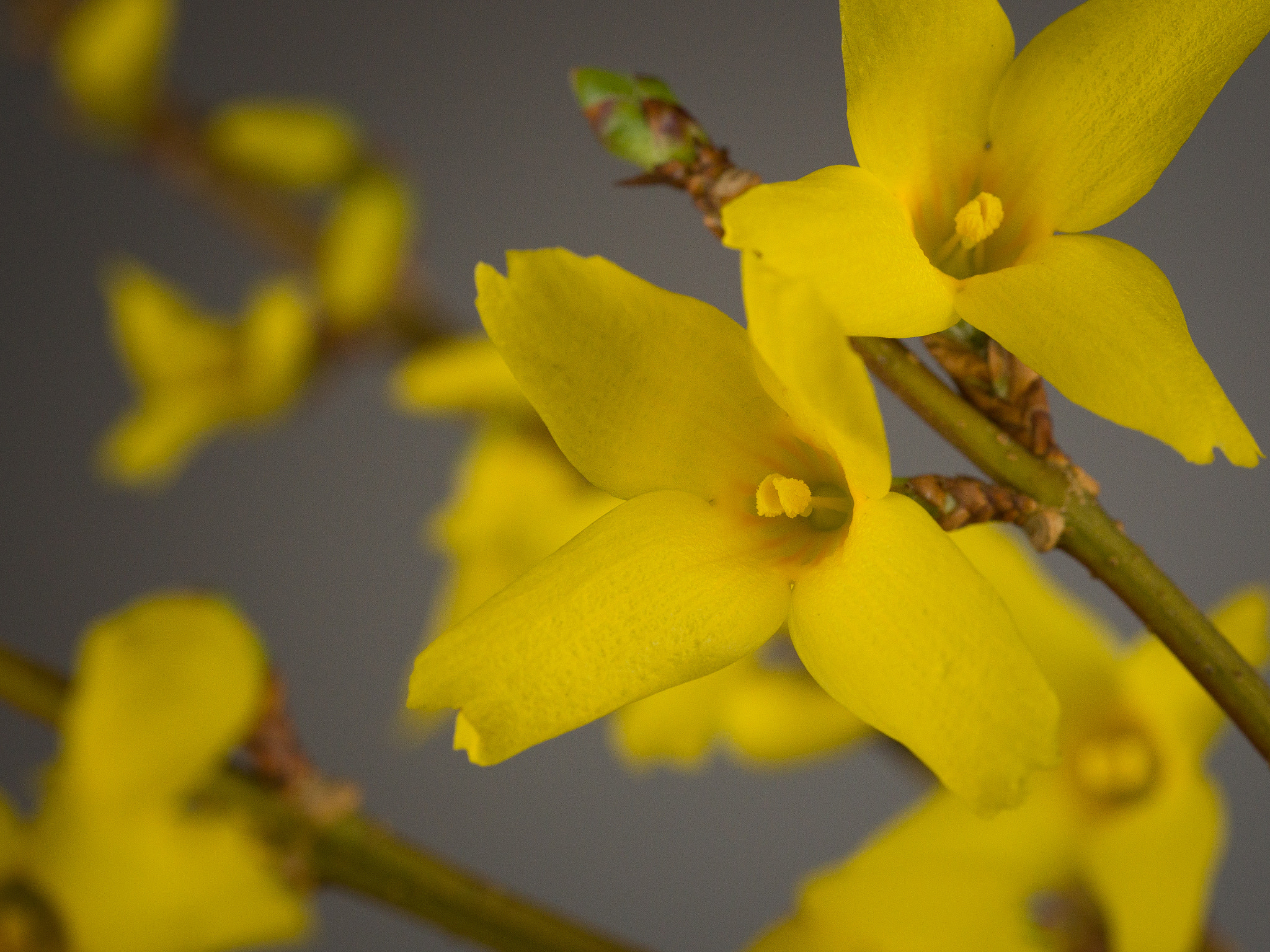 Olympus M.Zuiko Digital ED 60mm F2.8 Macro sample photo. Yellow facing the sun photography
