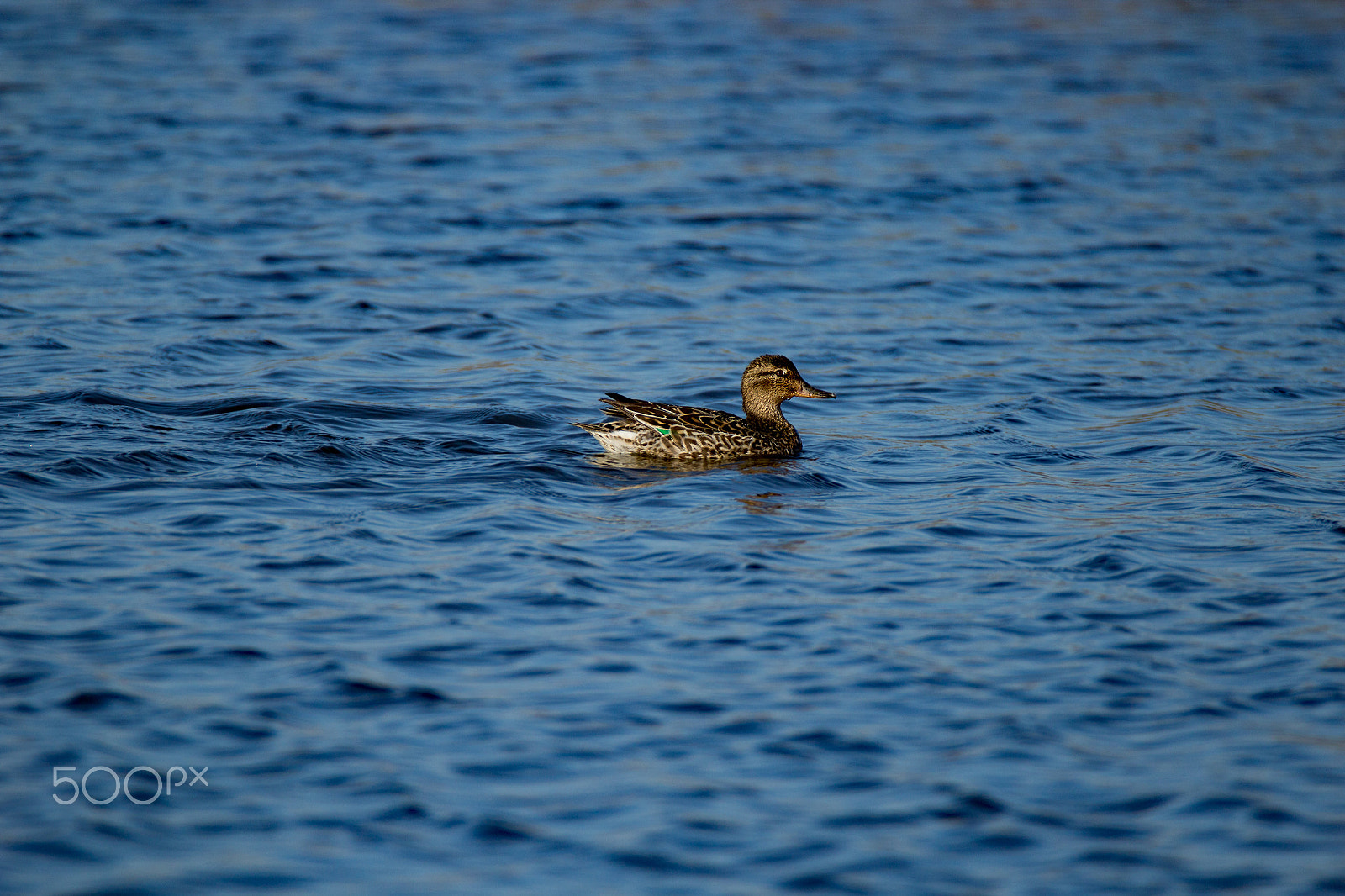Tamron SP 150-600mm F5-6.3 Di VC USD sample photo. Green-winged teal duck photography