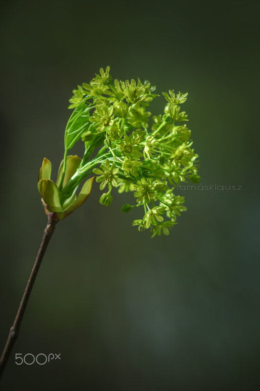 Minolta AF 70-210mm F4 Macro sample photo. The sign of spring photography