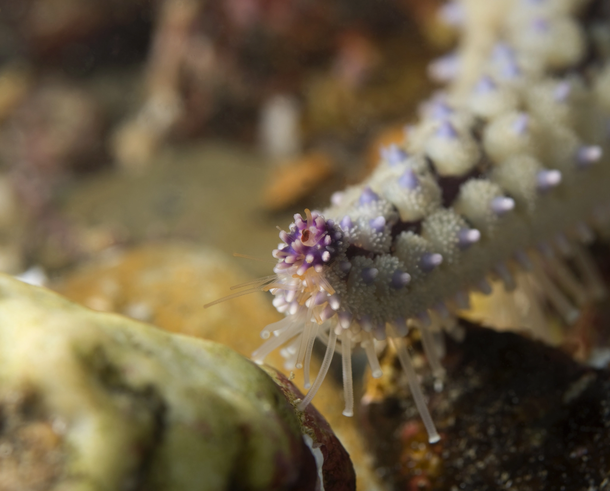 Nikon D7200 + Nikon AF Micro-Nikkor 60mm F2.8D sample photo. Spiny starfish photography