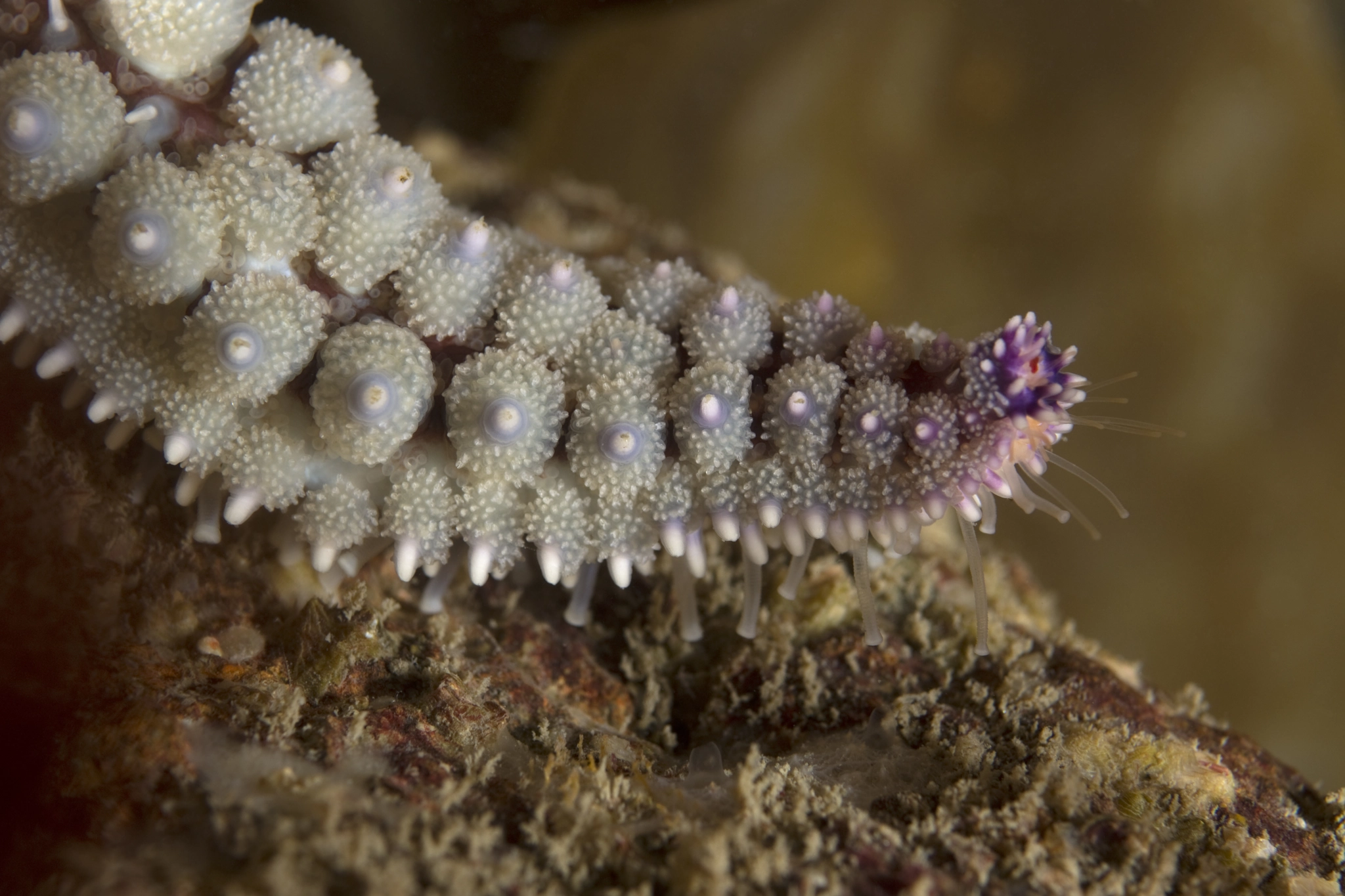 Nikon D7200 + Nikon AF Micro-Nikkor 60mm F2.8D sample photo. Spiny starfish photography