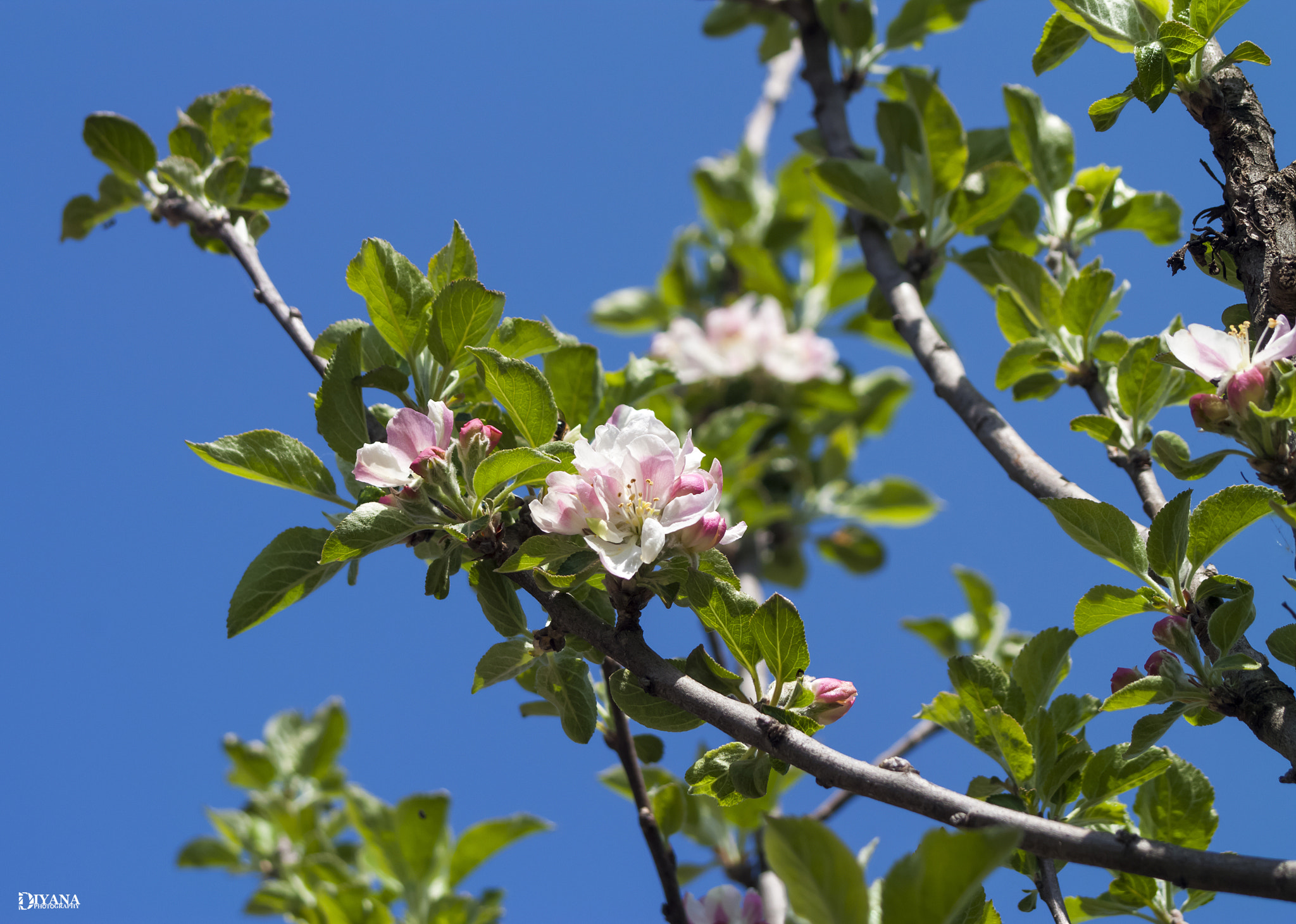 Canon EF 38-76mm f/4.5-5.6 sample photo. Spring photography