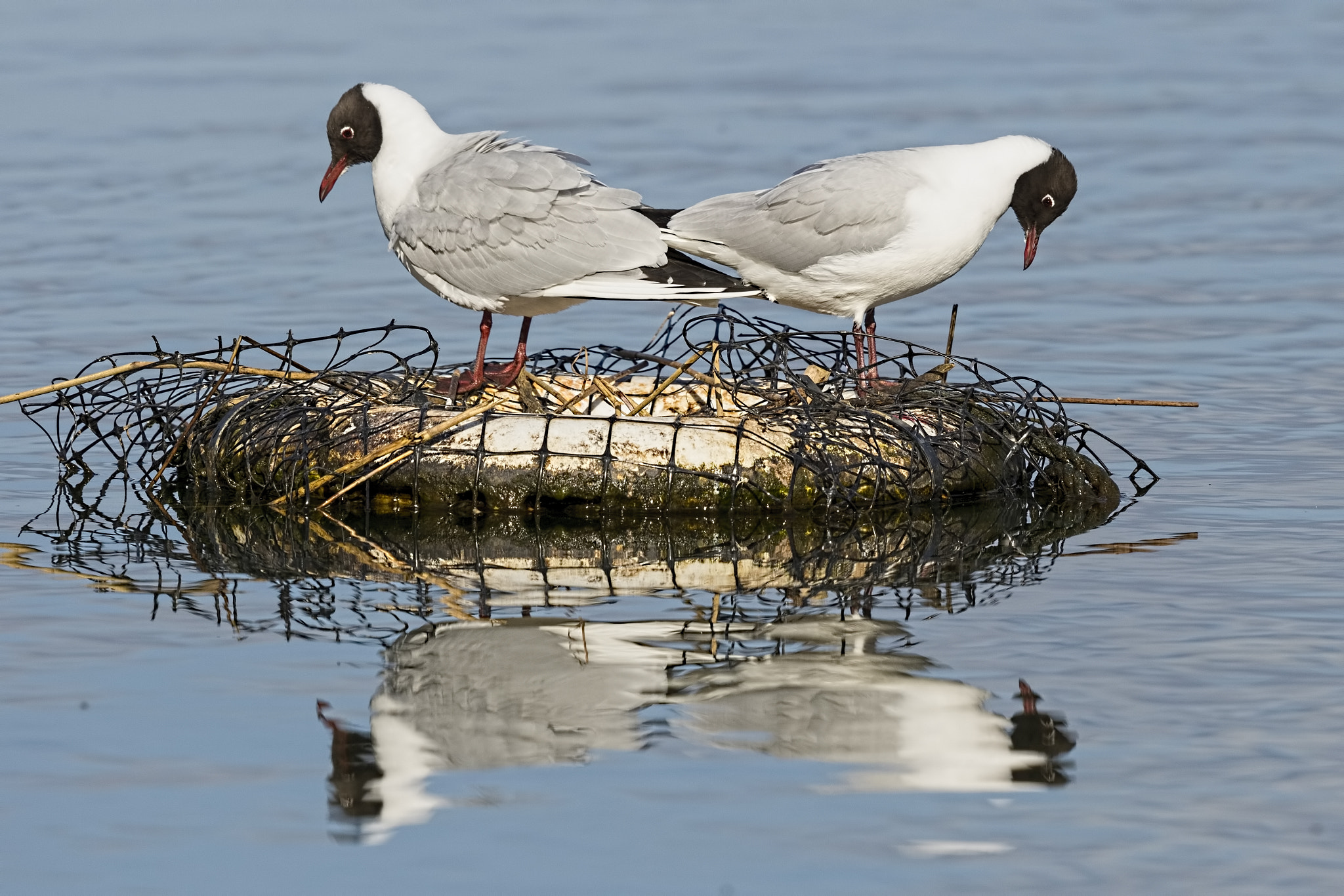 Canon EF 500mm F4L IS II USM sample photo. Looking at our reflections photography