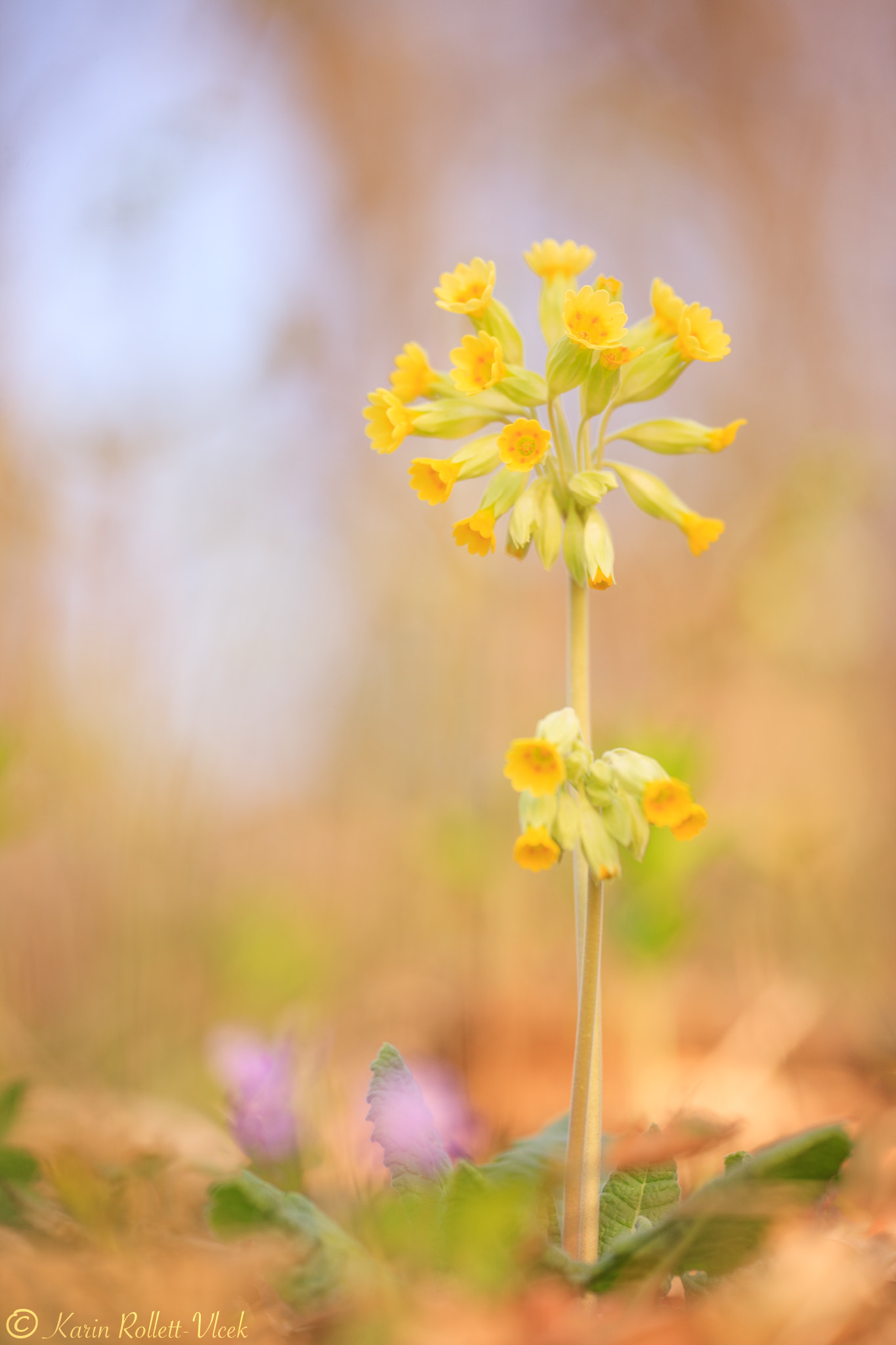 Sigma APO Macro 180mm F2.8 EX DG OS HSM sample photo. Primula veris photography
