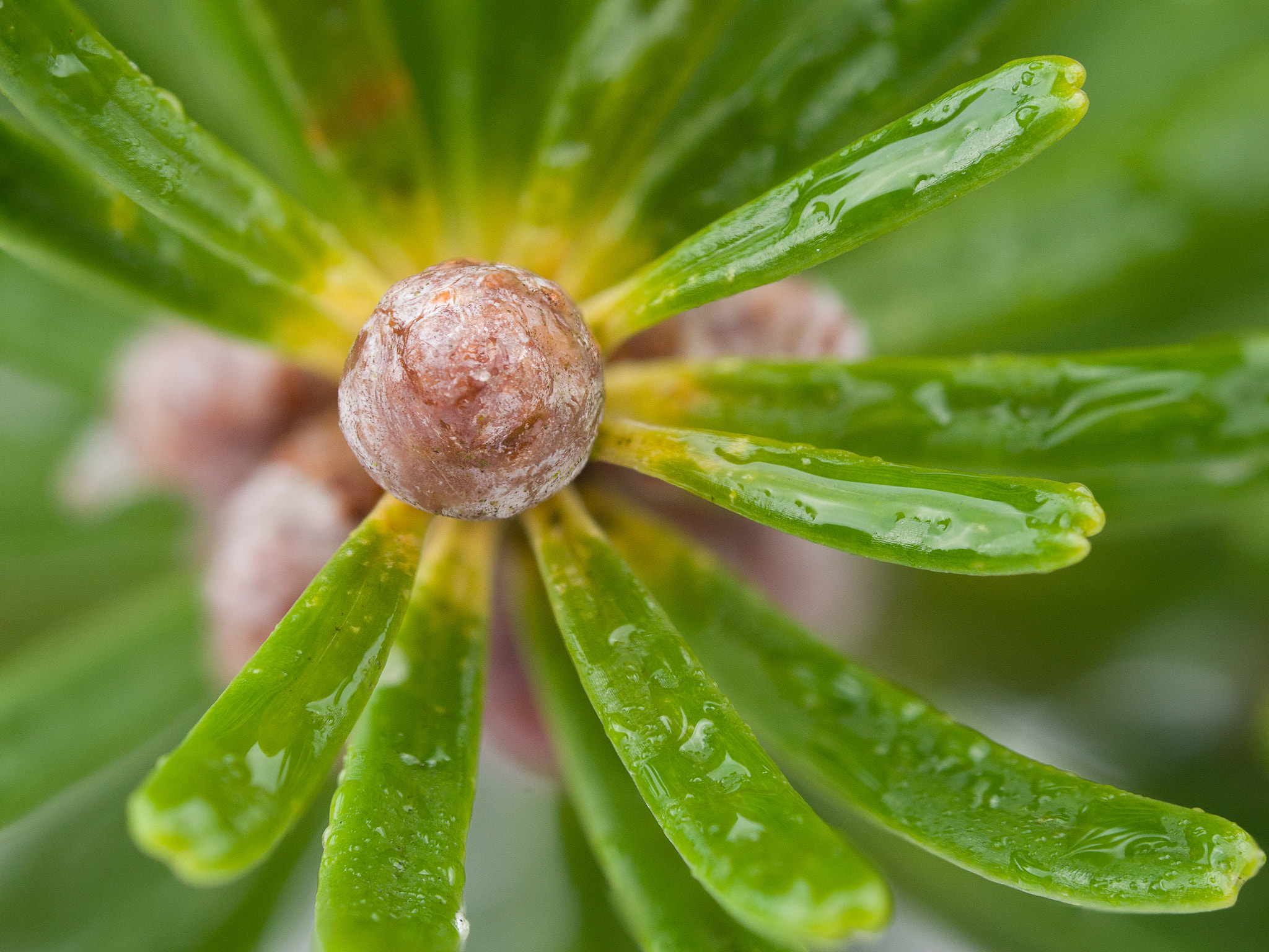 Olympus M.Zuiko Digital ED 60mm F2.8 Macro sample photo. Waterdrops on christmass tree photography