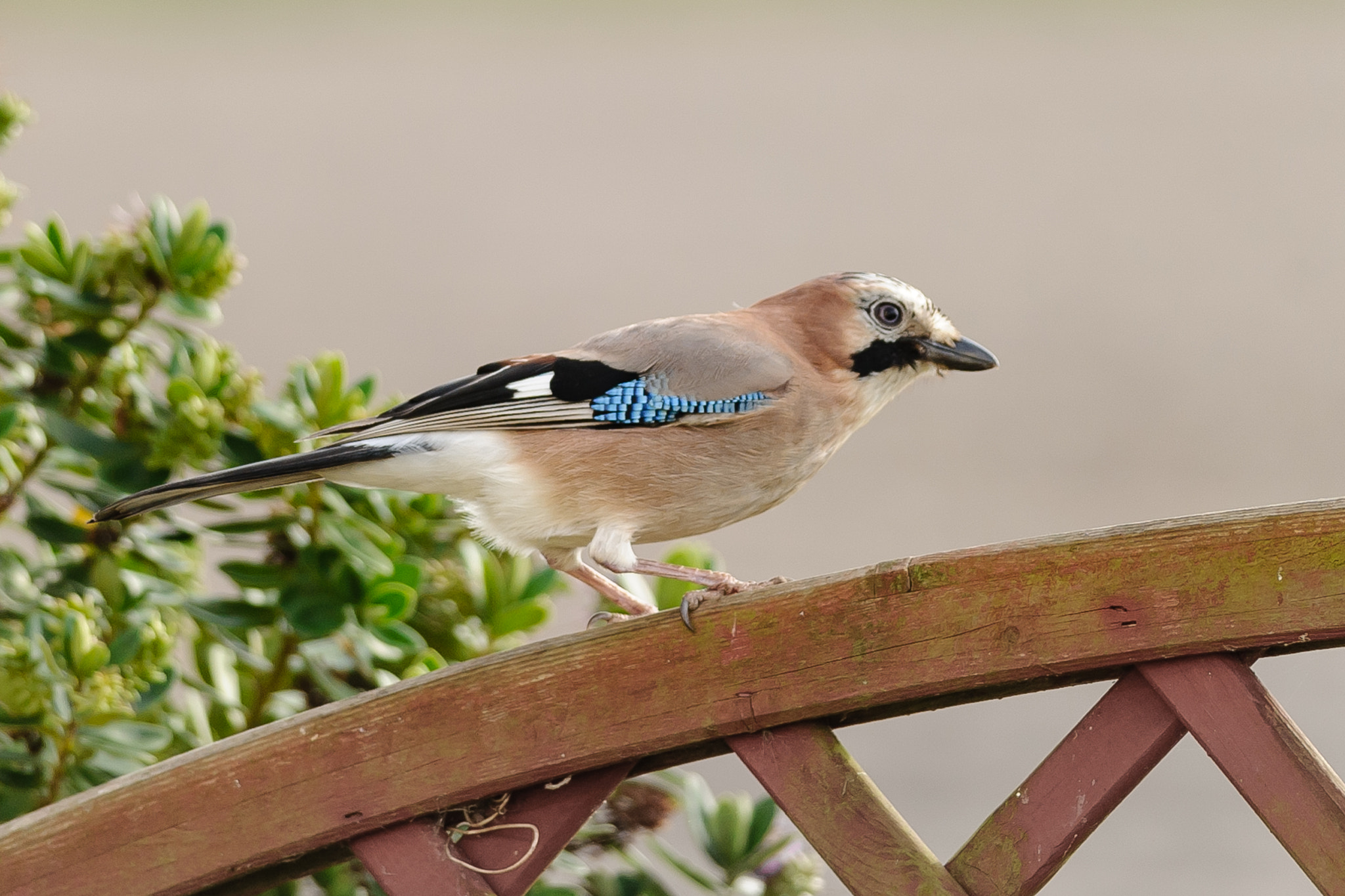 Nikon D3S + Nikon AF-S Nikkor 300mm F4D ED-IF sample photo. Jay photography