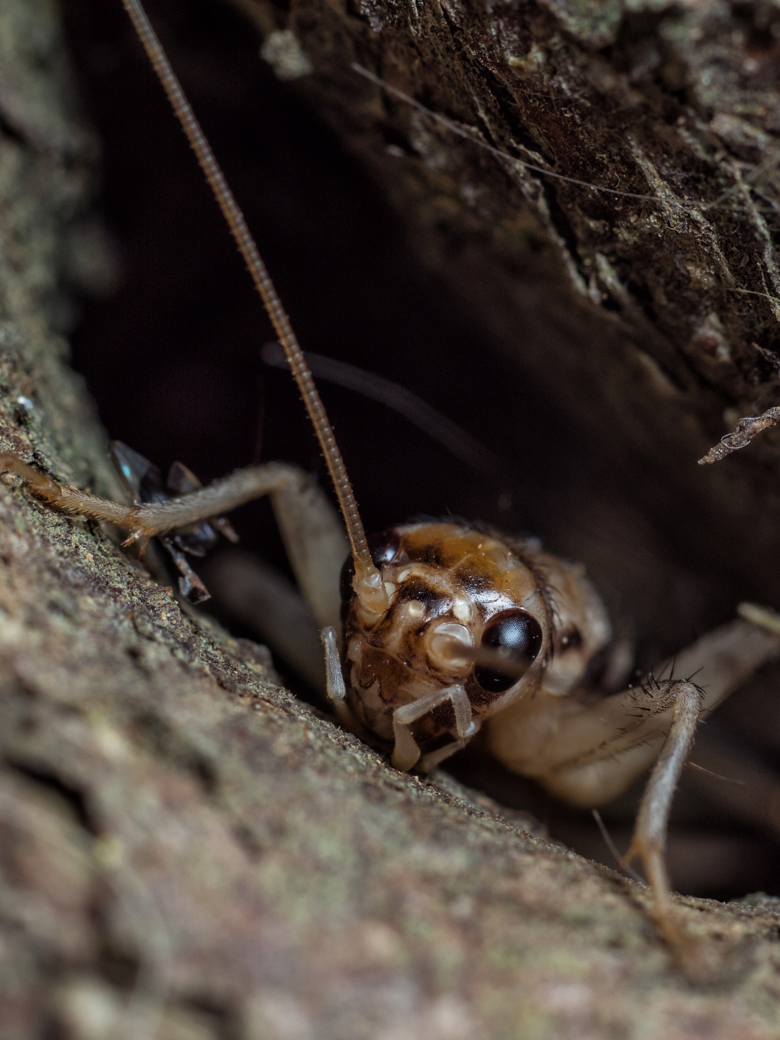 Olympus OM-D E-M5 II + OLYMPUS 35mm Lens sample photo. Cricket in the house! photography