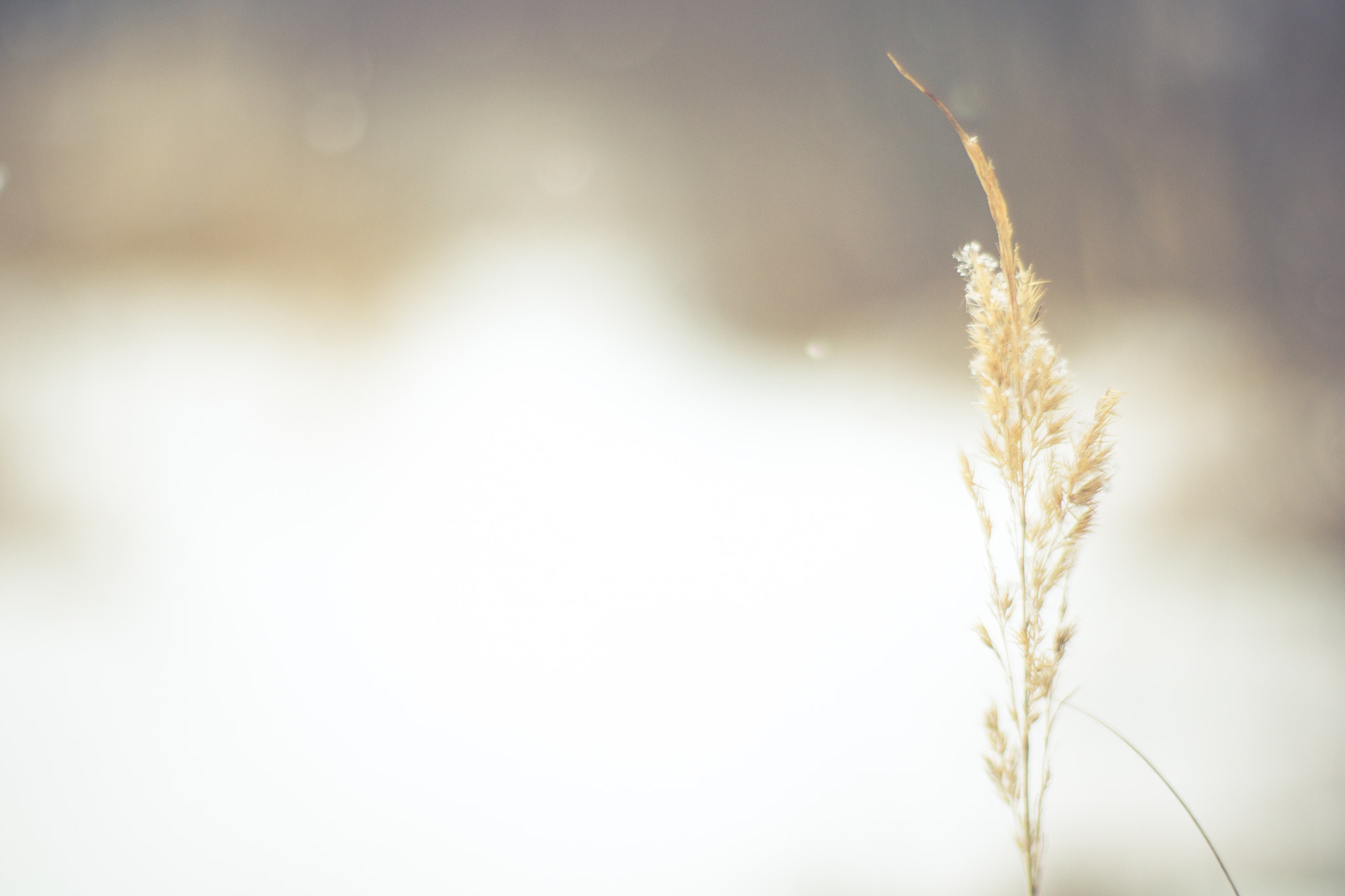 Sony Alpha DSLR-A500 + Sony 50mm F1.4 sample photo. Nature / golden / snow photography