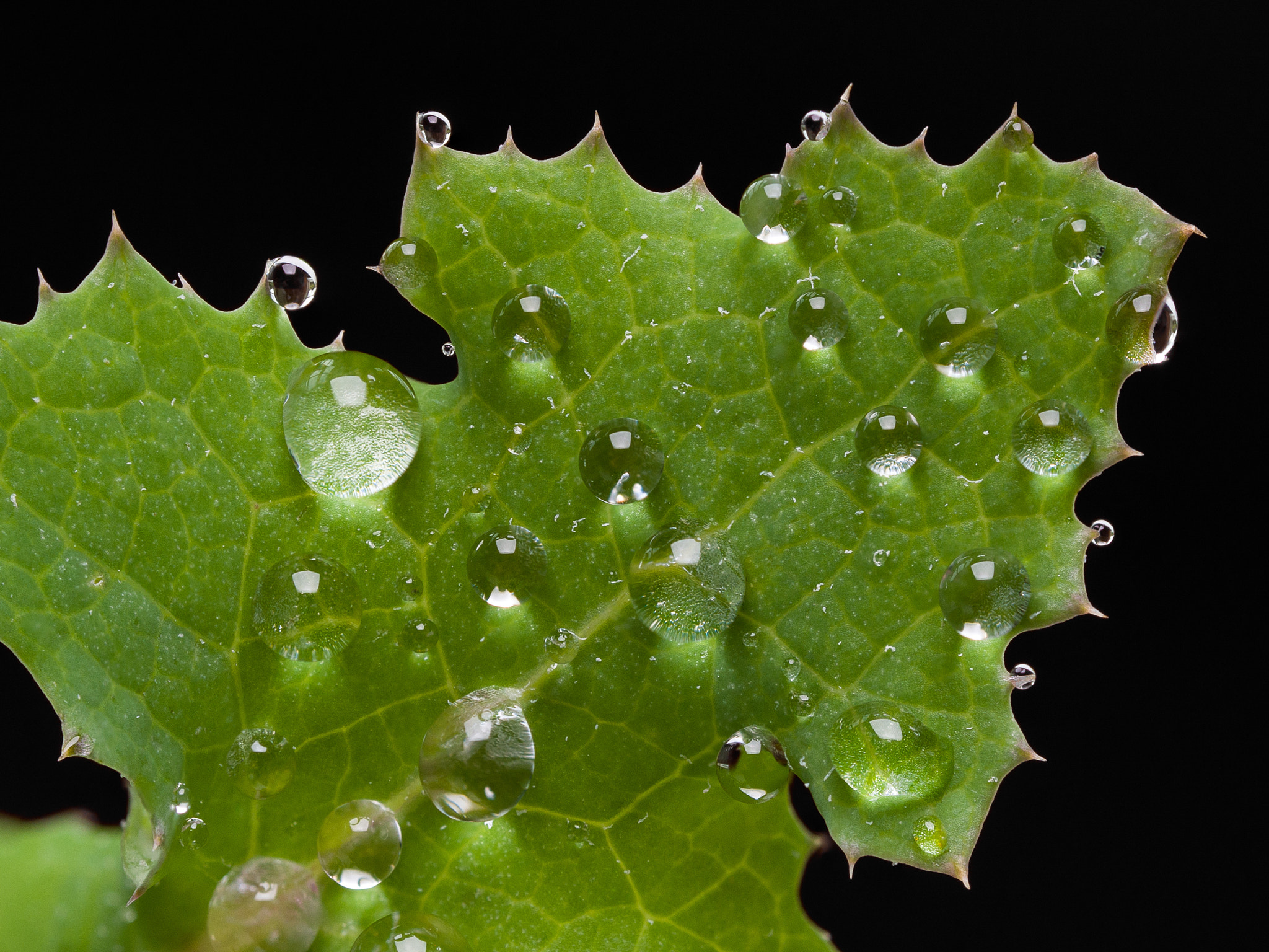 Olympus M.Zuiko Digital ED 60mm F2.8 Macro sample photo. Stacked shot waterdrops photography