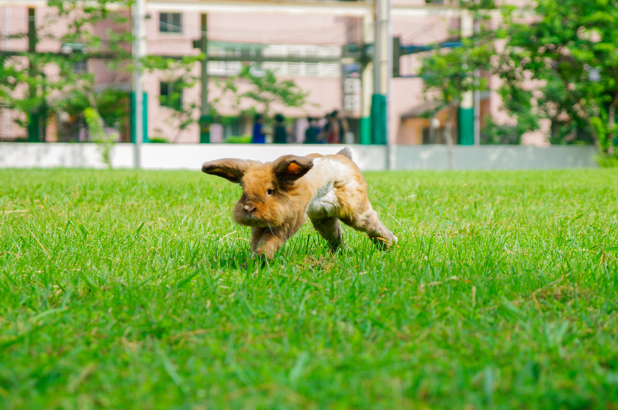 Pentax K-5 + Sigma 17-70mm F2.8-4 DC Macro OS HSM sample photo. Bunny fly! photography