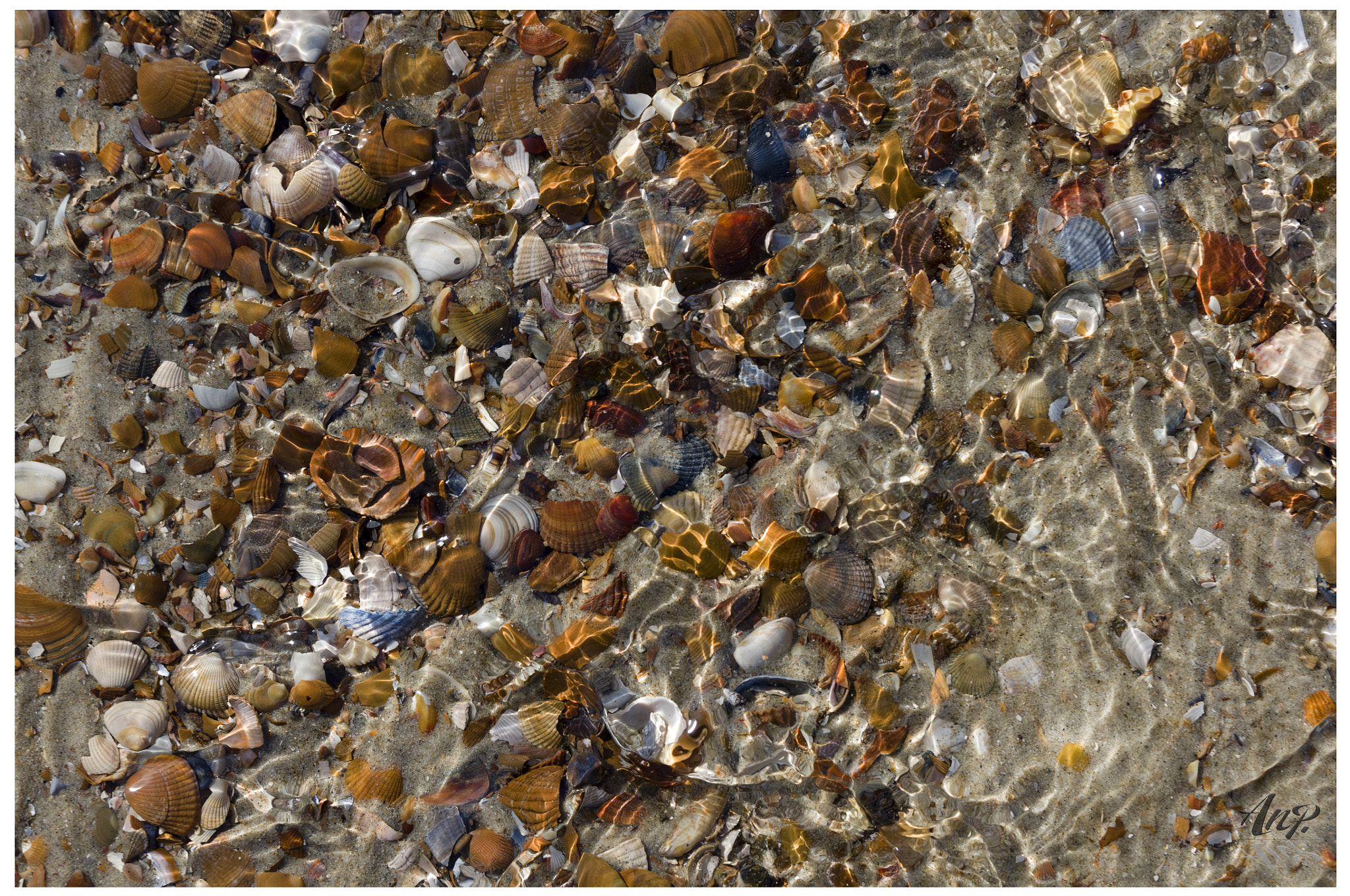 Sigma 17-50mm F2.8 EX DC HSM sample photo. Shells underwater photography