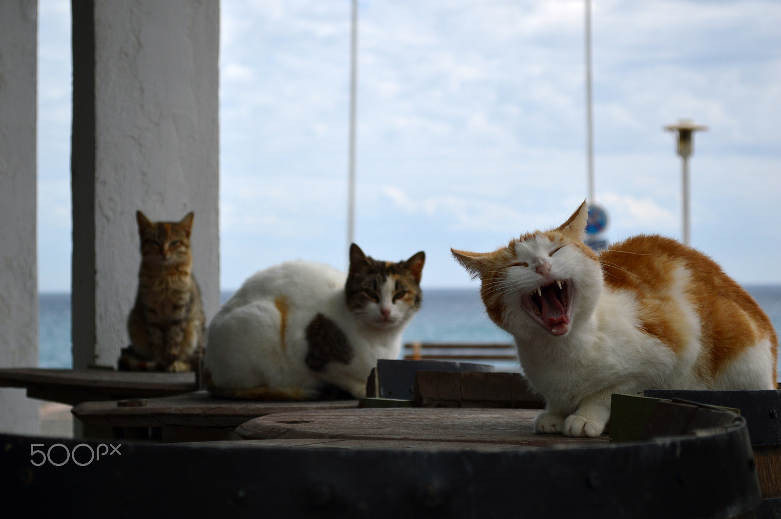 Nikon D3200 + AF Nikkor 18mm f/2.8D sample photo. The cat photography