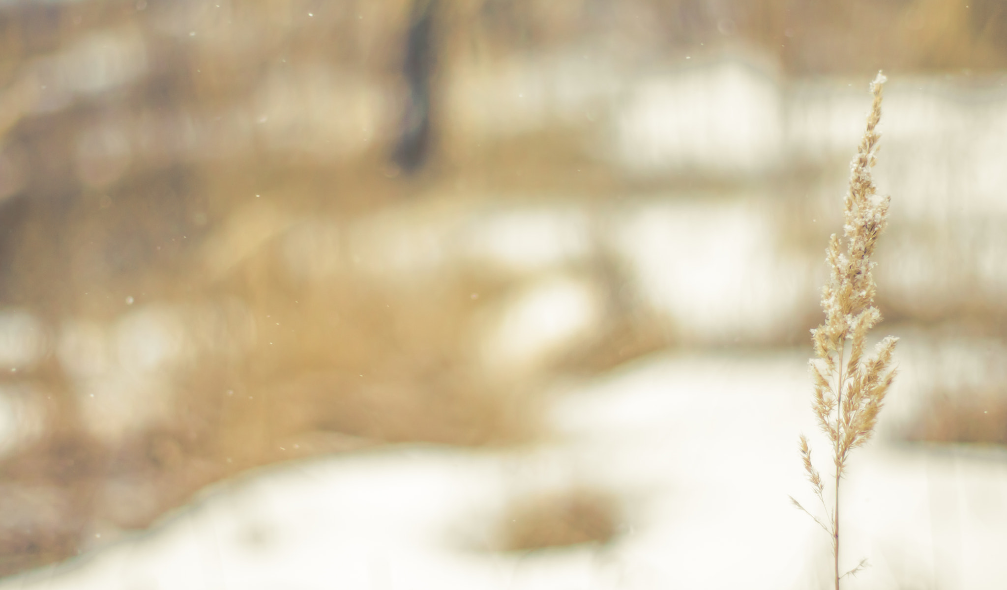 Sony Alpha DSLR-A500 + Sony 50mm F1.4 sample photo. Nature golden moments photography