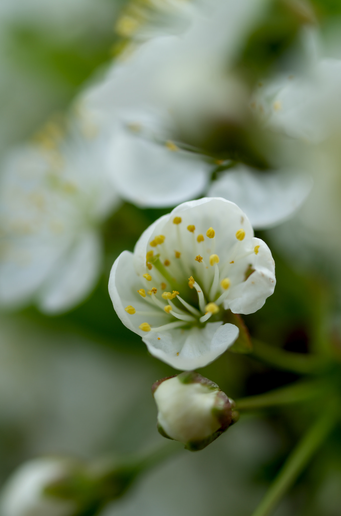 Pentax K-50 + Pentax smc D-FA 50mm F2.8 Macro sample photo. Blooming cherry tree photography