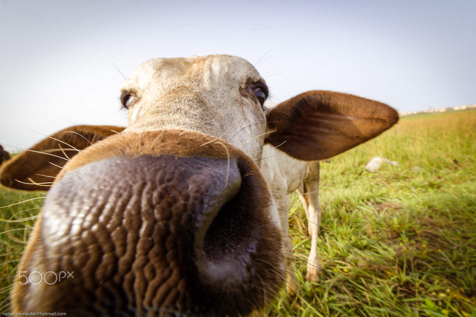 Canon EF-S 10-18mm F4.5–5.6 IS STM sample photo. Close encounters of the bovine kind photography