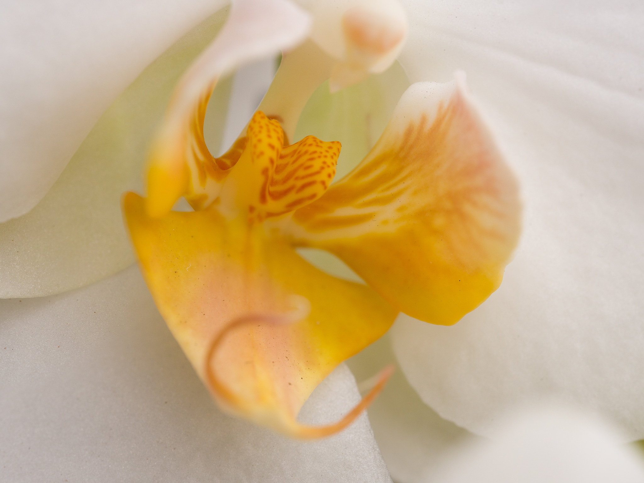 Panasonic Lumix DMC-GH4 + Olympus M.Zuiko Digital ED 60mm F2.8 Macro sample photo. Orchidaceae close up photography