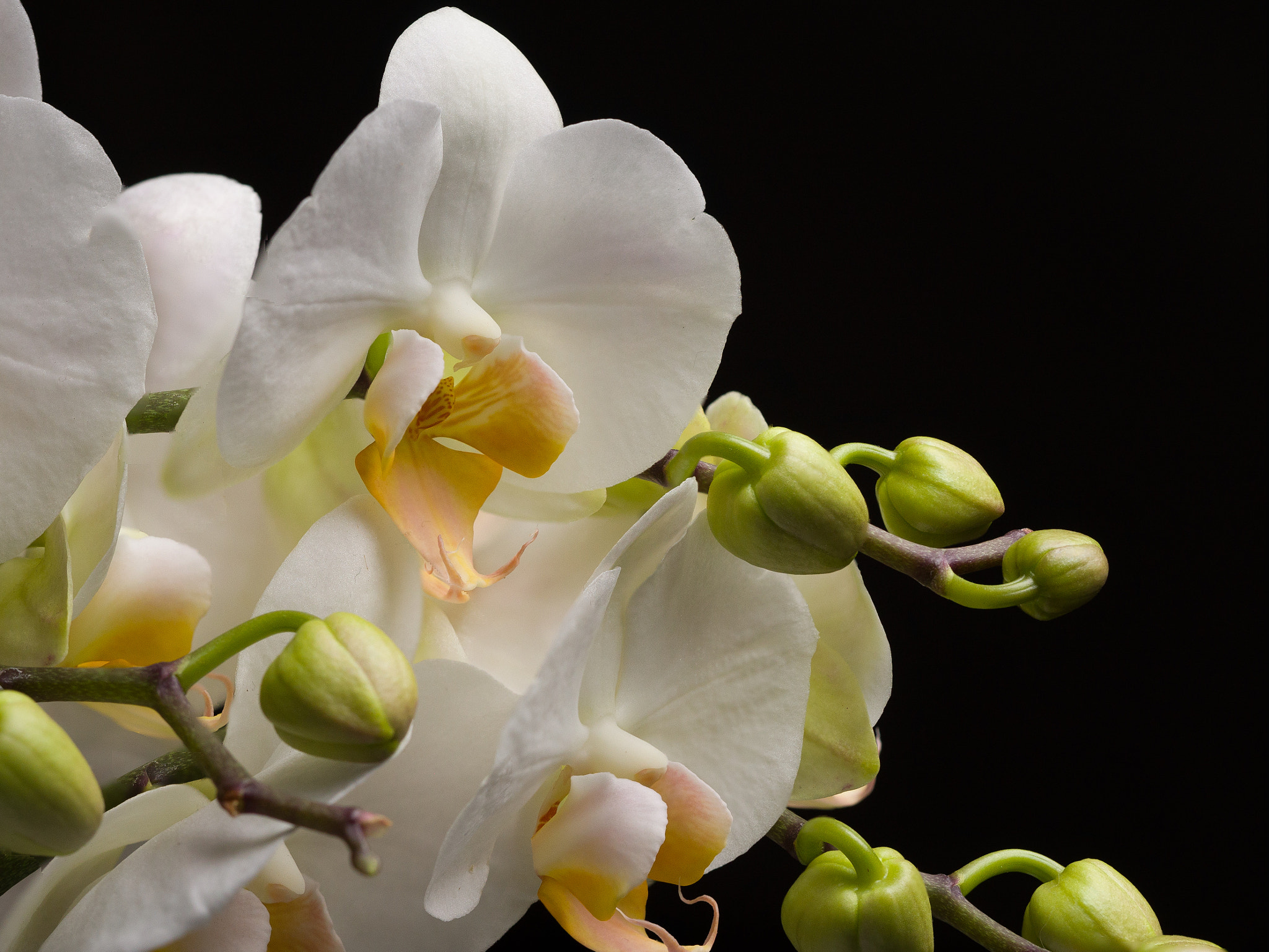 Olympus M.Zuiko Digital ED 60mm F2.8 Macro sample photo. Orchid details photography