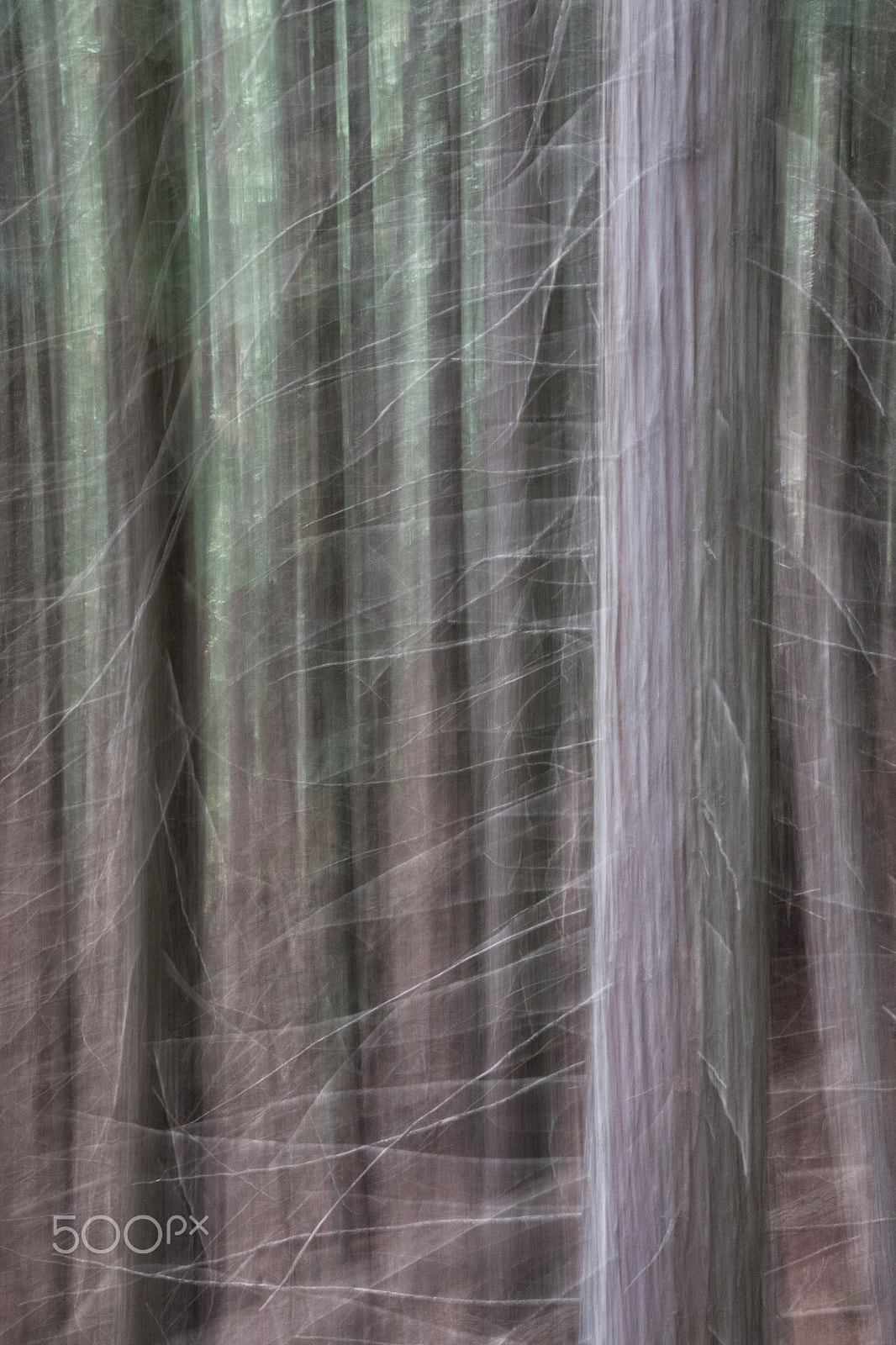 Sigma 18-250mm F3.5-6.3 DC OS HSM sample photo. Haunted forest photography