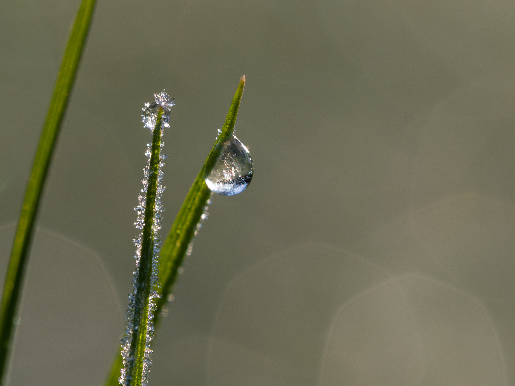 Olympus M.Zuiko Digital ED 60mm F2.8 Macro sample photo. Frozen drop photography