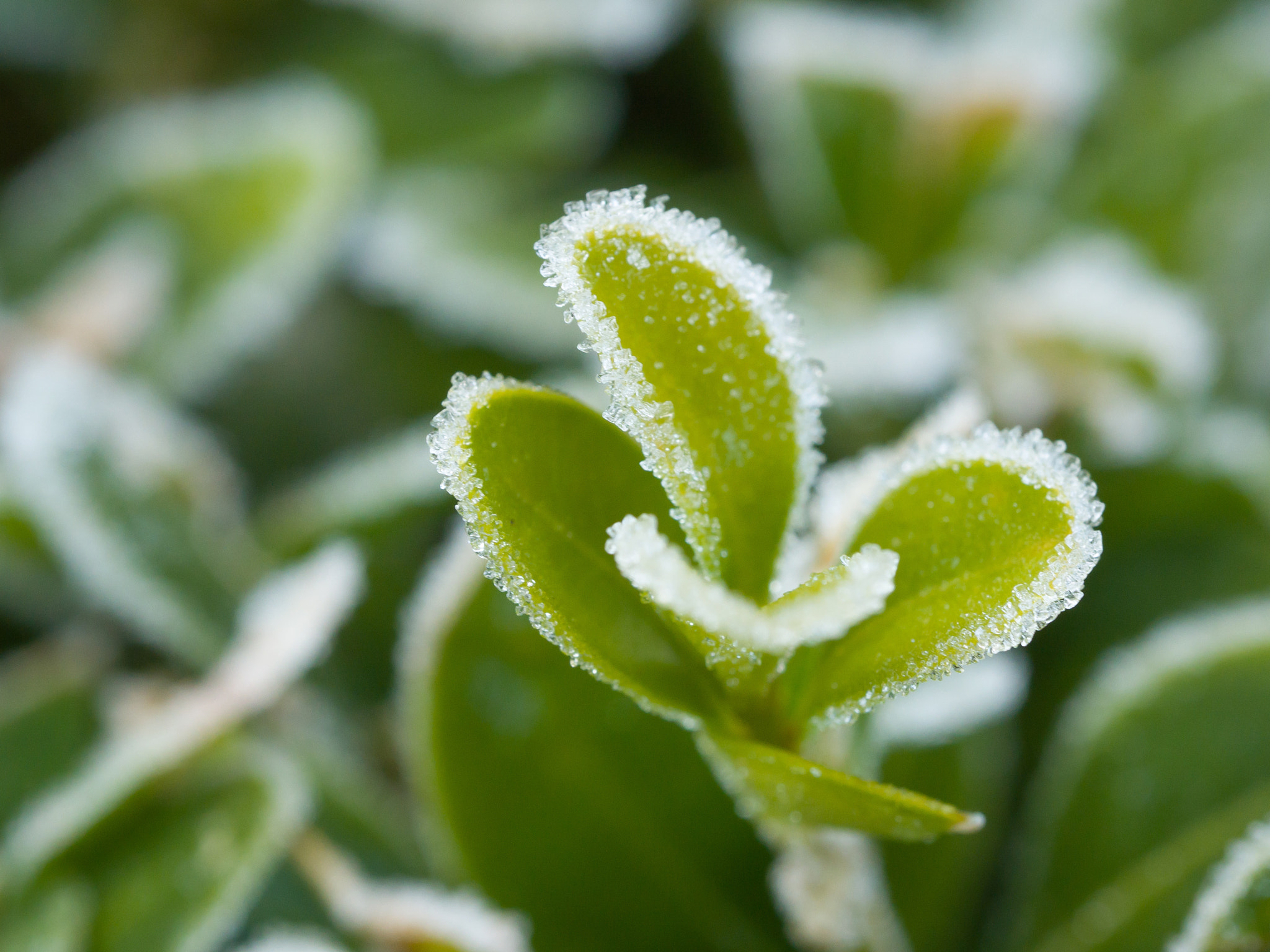 Olympus M.Zuiko Digital ED 60mm F2.8 Macro sample photo. Frozen buxus photography