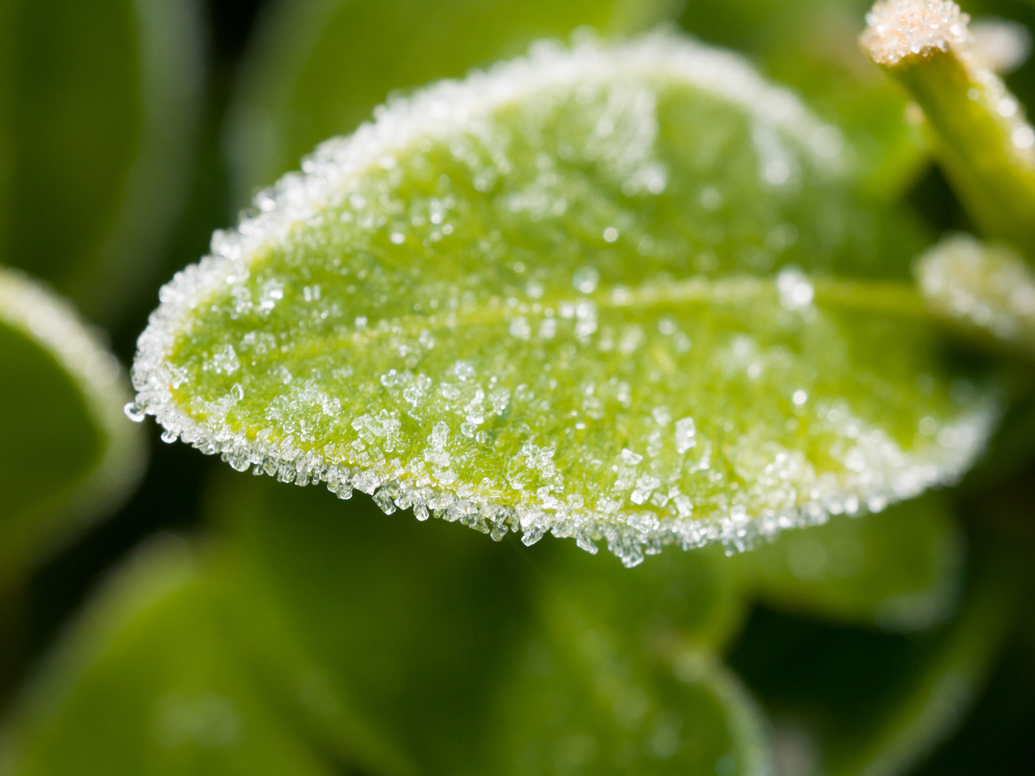 Olympus M.Zuiko Digital ED 60mm F2.8 Macro sample photo. Detail ice on leaf photography