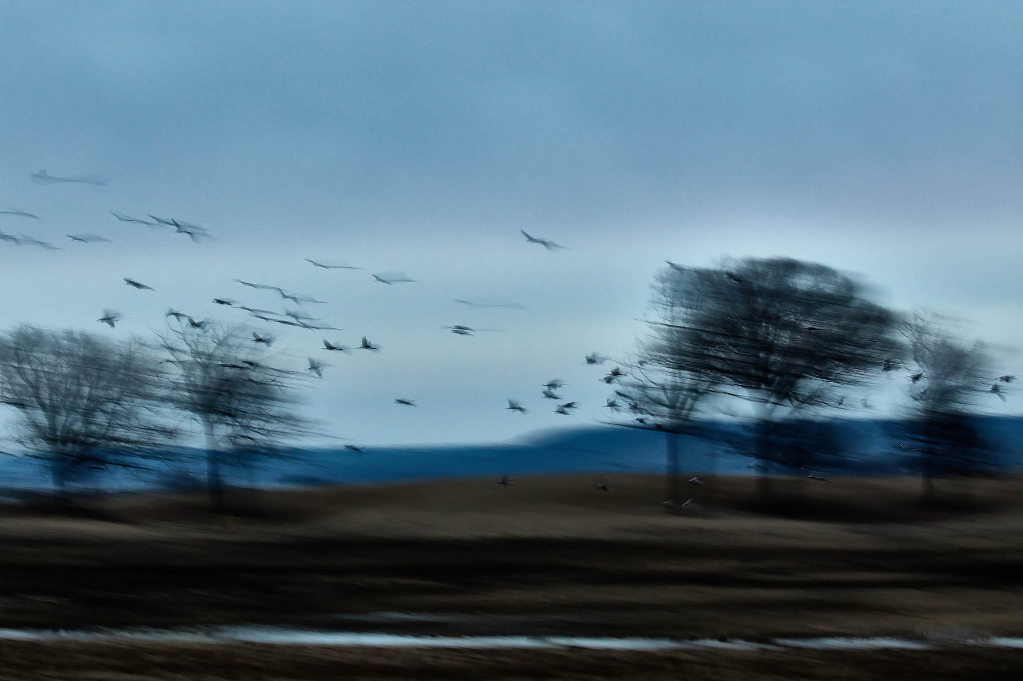 Canon EOS 5DS R sample photo. Blue flying cranes photography