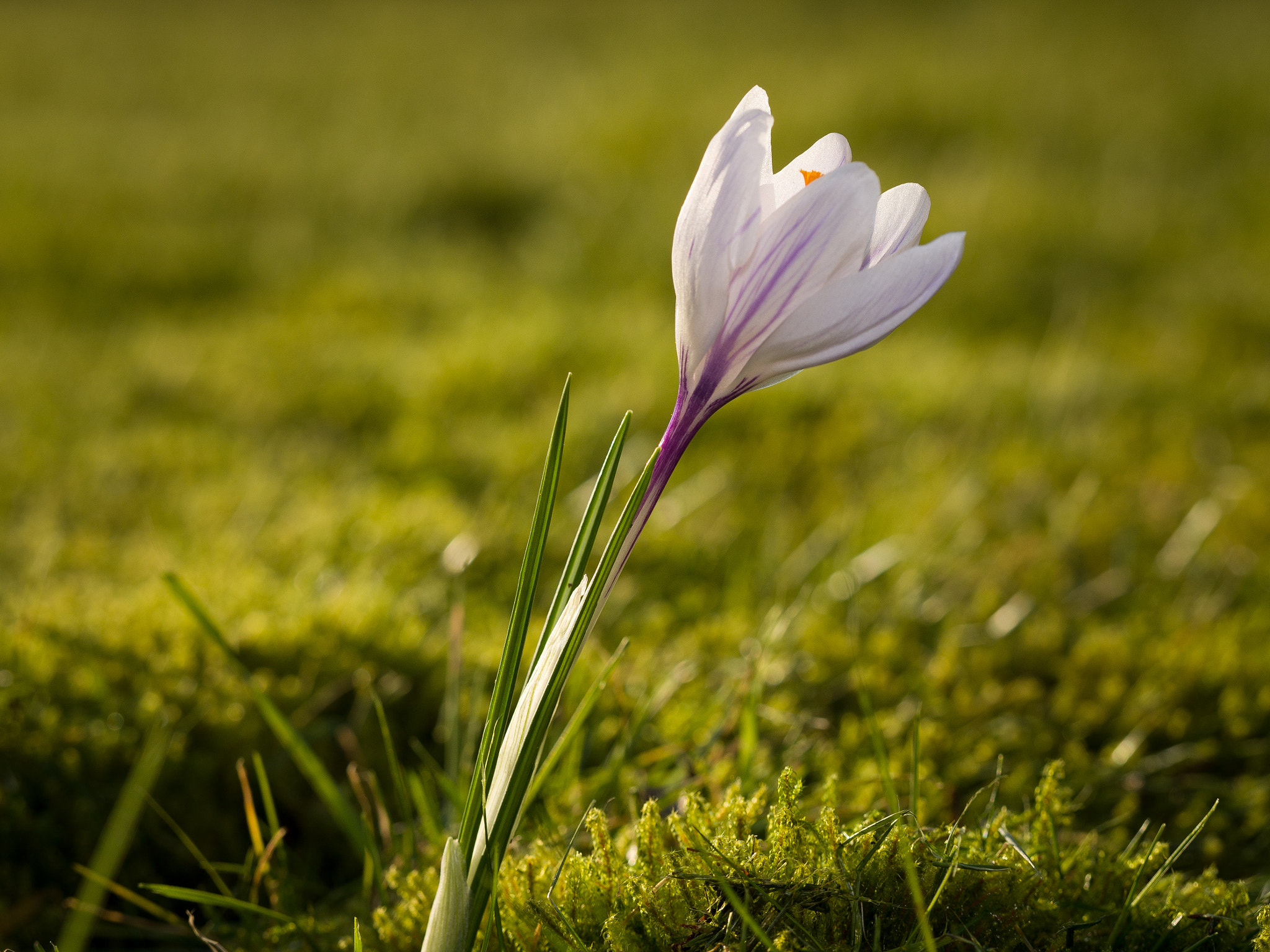 Olympus M.Zuiko Digital ED 60mm F2.8 Macro sample photo. Crocus in sunlight photography