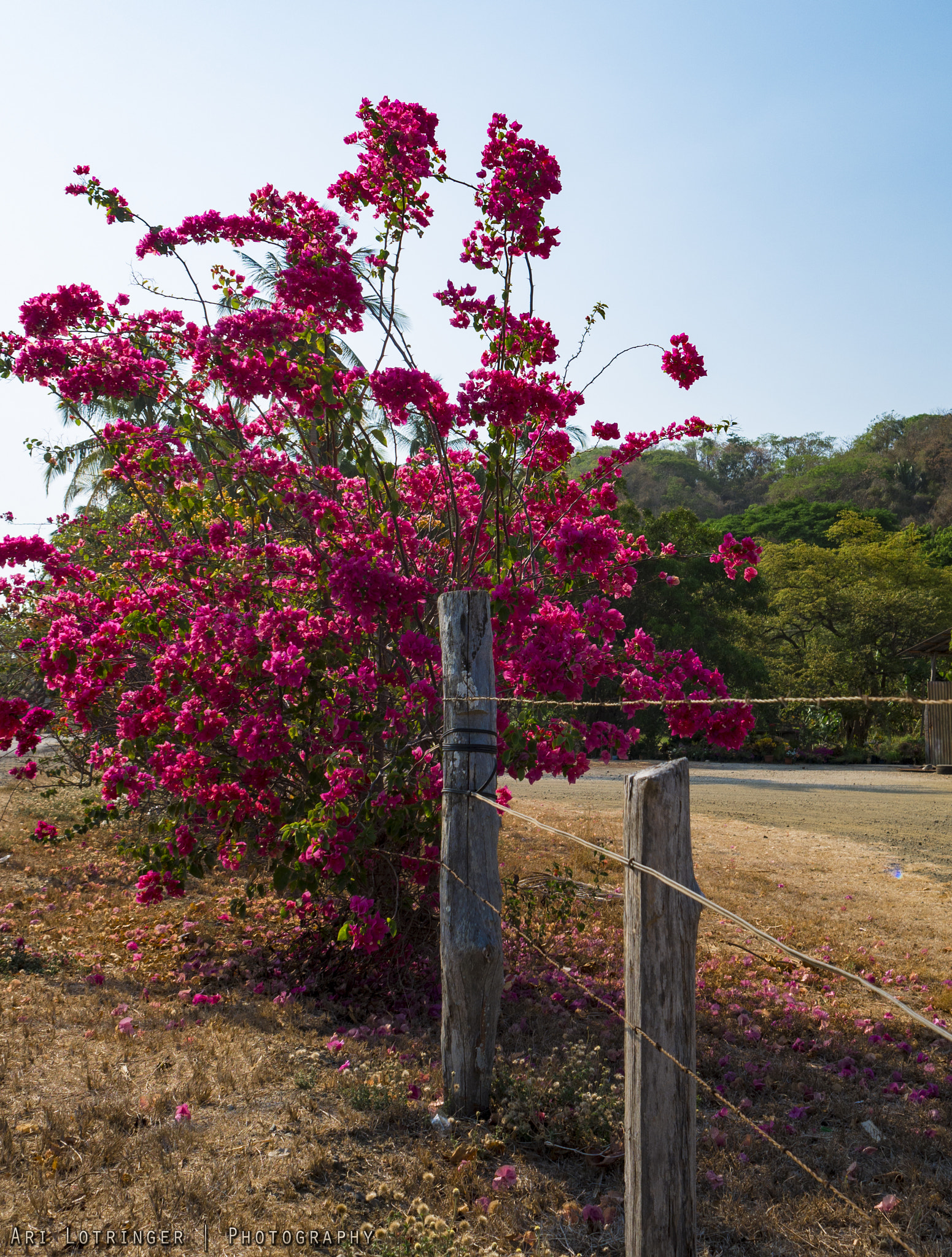 Panasonic Lumix DMC-G7 + Olympus M.Zuiko Digital 17mm F1.8 sample photo. Bougainvilleas on the road photography