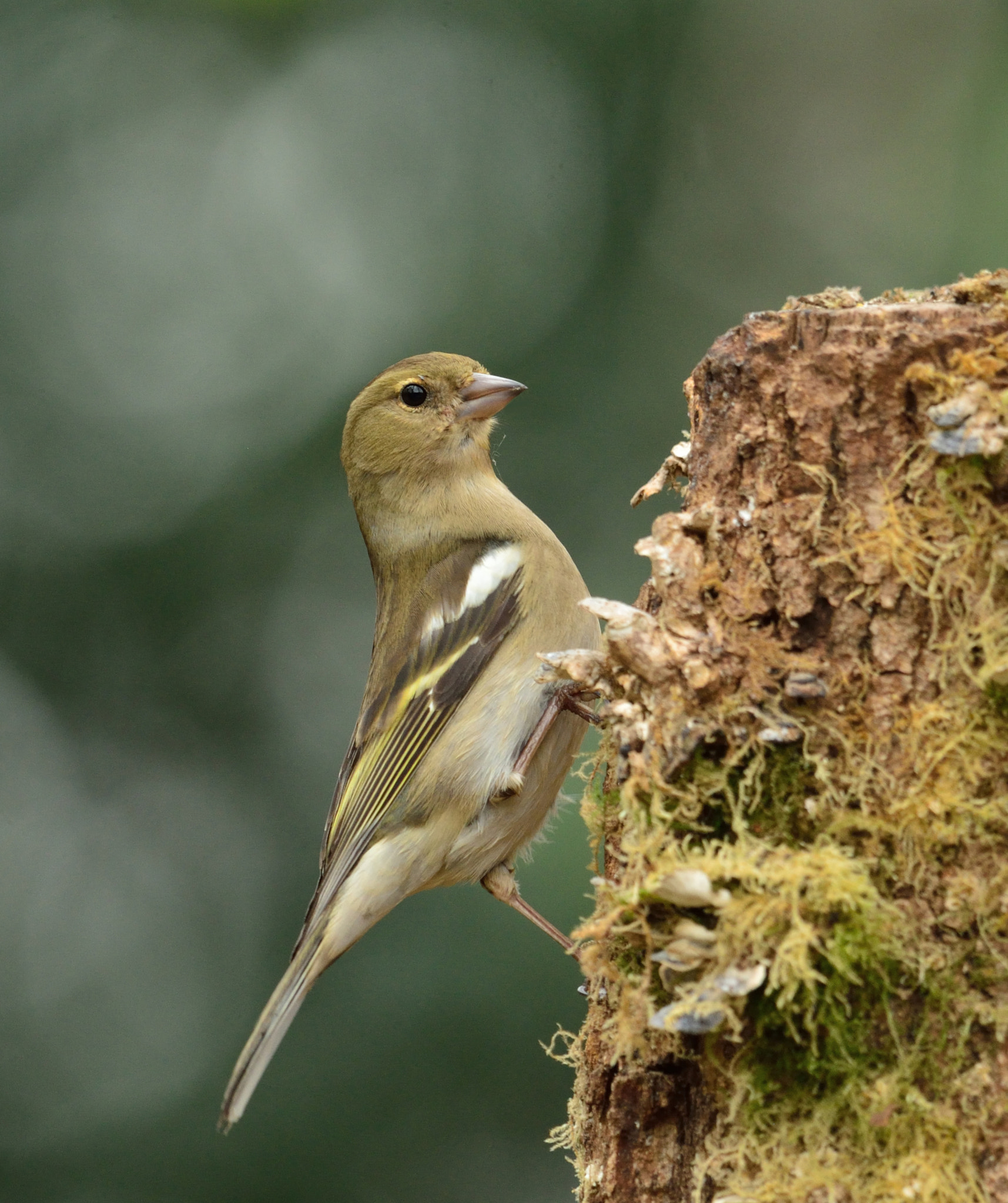 Nikon AF-S Nikkor 400mm F2.8D ED-IF II sample photo. Vink photography