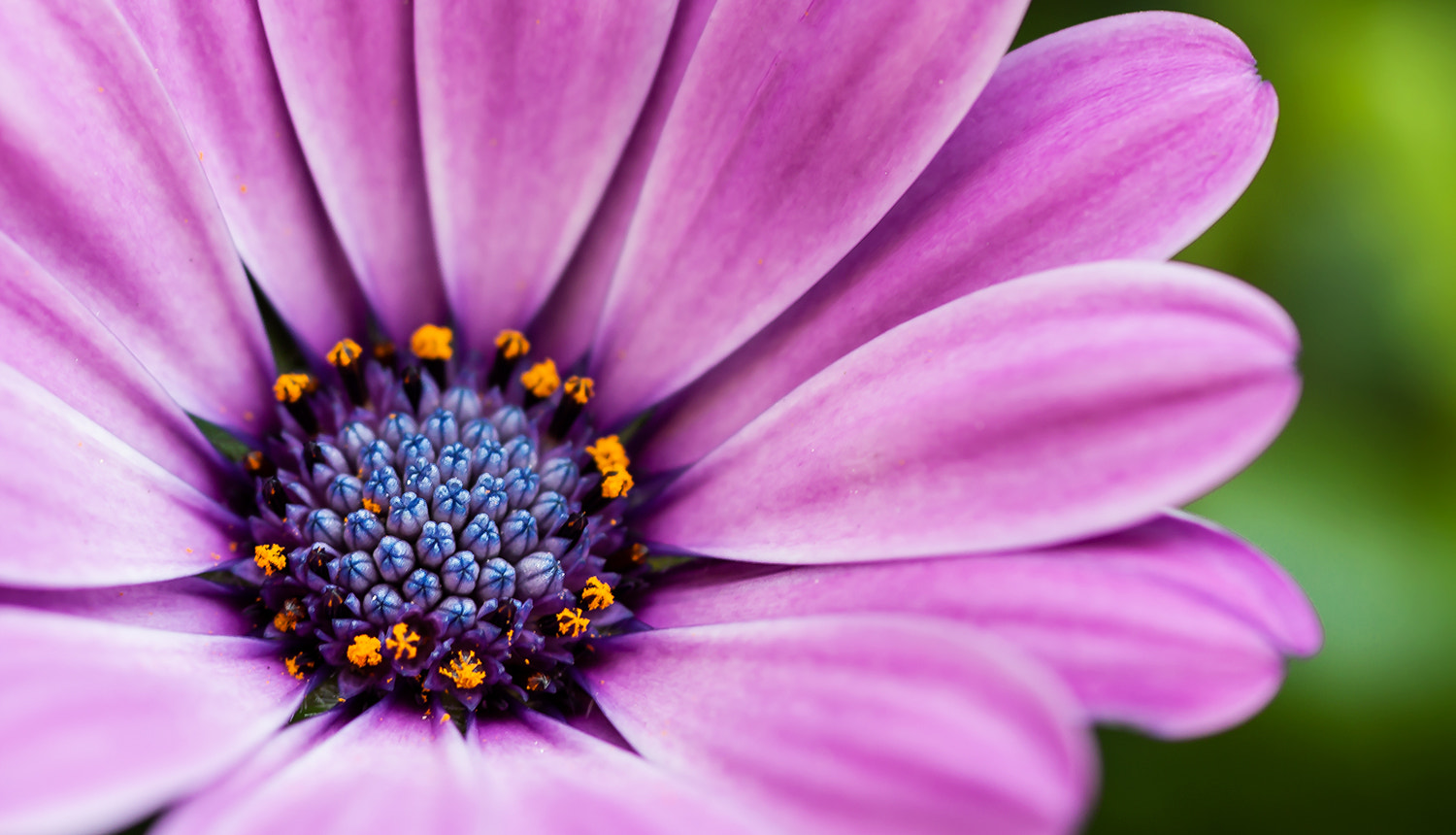 Canon EOS 40D + Sigma 105mm F2.8 EX DG Macro sample photo. Flower details photography