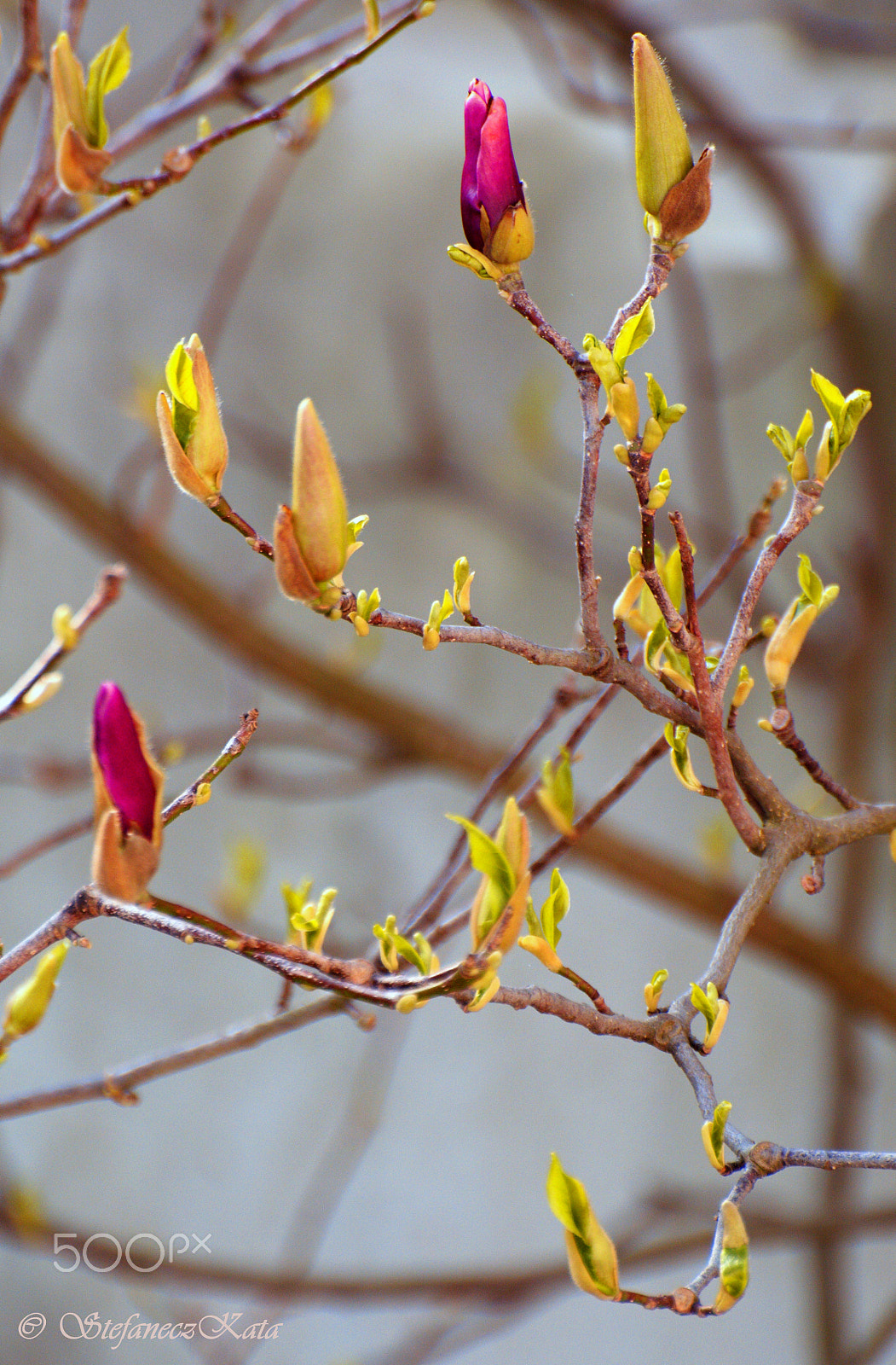 70.00 - 300.00 mm f/4.5 - 5.6 sample photo. Ébred a magnolia photography