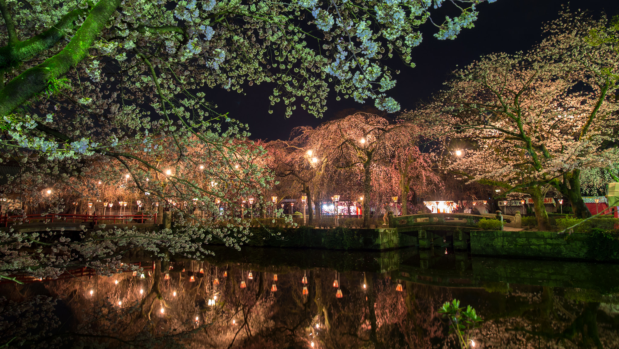 Olympus OM-D E-M5 + Olympus M.Zuiko Digital ED 7-14mm F2.8 PRO sample photo. Cherry blossom at night photography