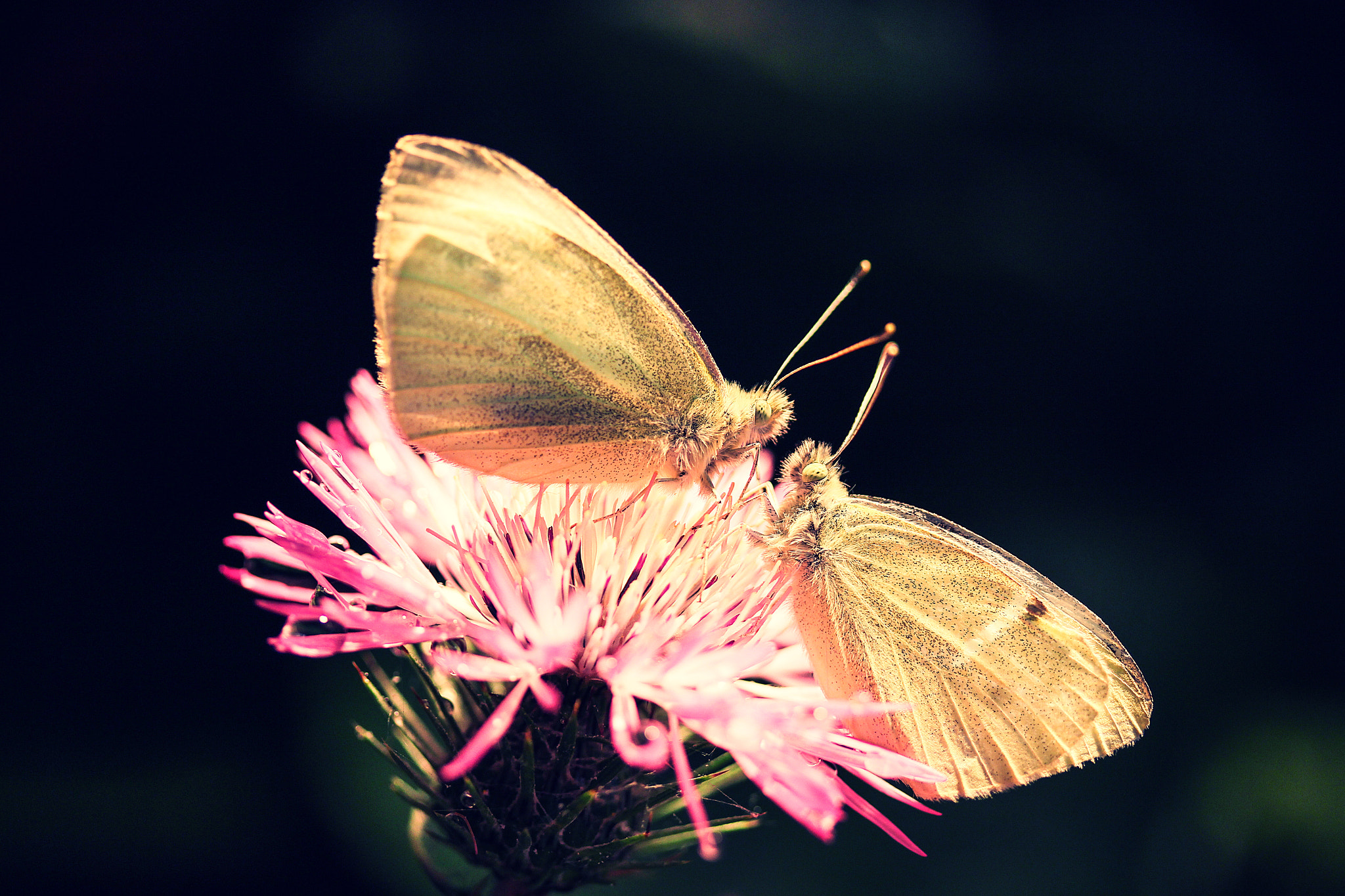 Canon EF-S 60mm F2.8 Macro USM sample photo. The love in your eyes photography