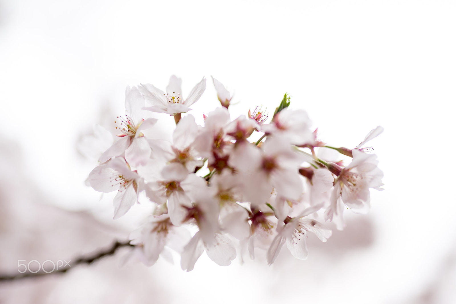 Nikon D600 + Sigma 50mm F1.4 DG HSM Art sample photo. White sakura in japan photography