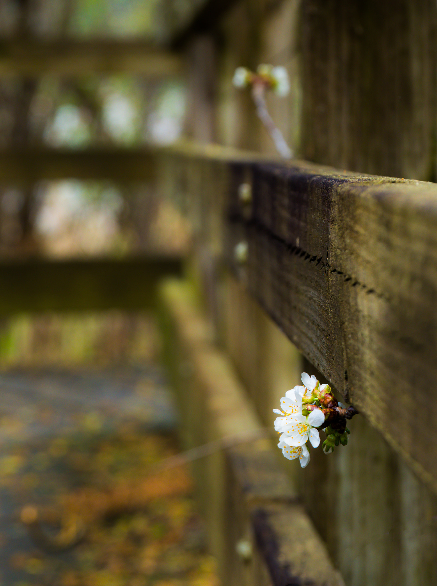 Panasonic Lumix G X Vario 35-100mm F2.8 OIS sample photo. Flower peeking through the fence photography