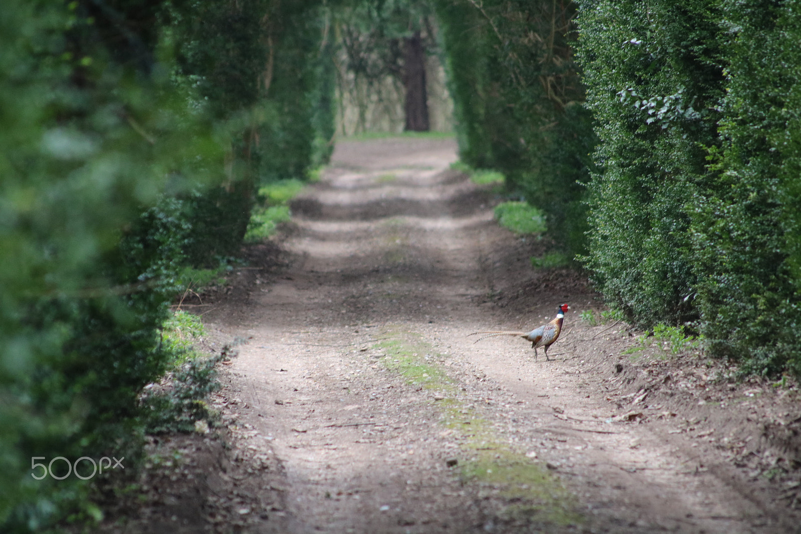 Canon EOS 750D (EOS Rebel T6i / EOS Kiss X8i) sample photo. Phleasant walk photography