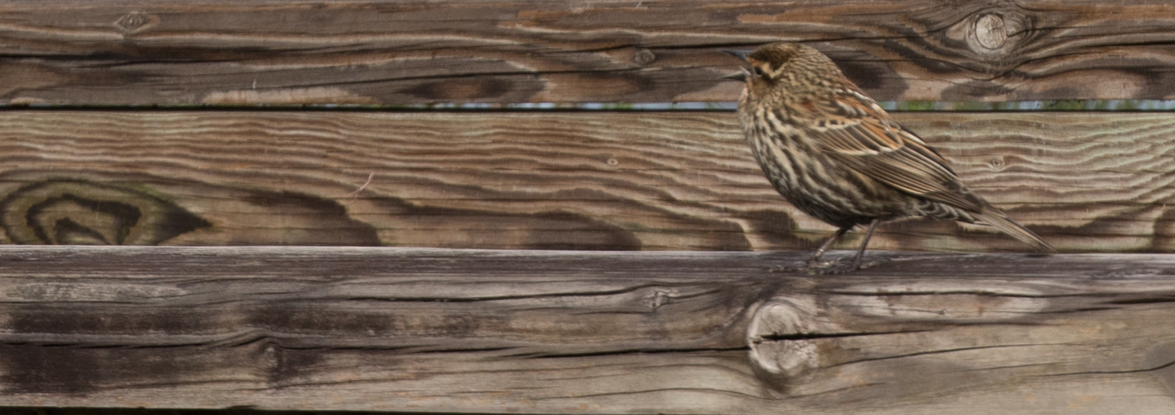 Panasonic Lumix G X Vario 35-100mm F2.8 OIS sample photo. Camouflage photography