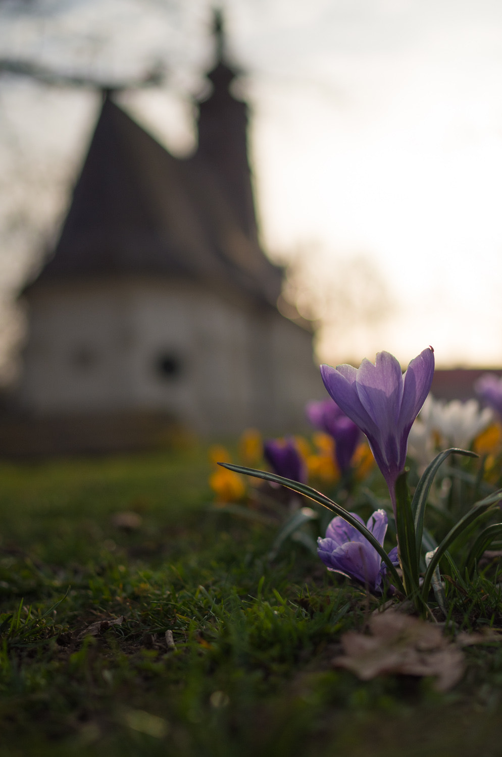 Pentax K-30 + Pentax smc DA 35mm F2.4 AL sample photo. Spring in jihlava photography