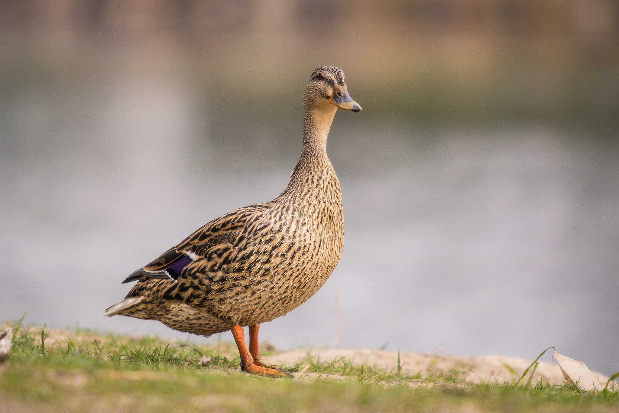 Canon EF 70-200mm F2.8L USM sample photo. Duck at the elbe photography