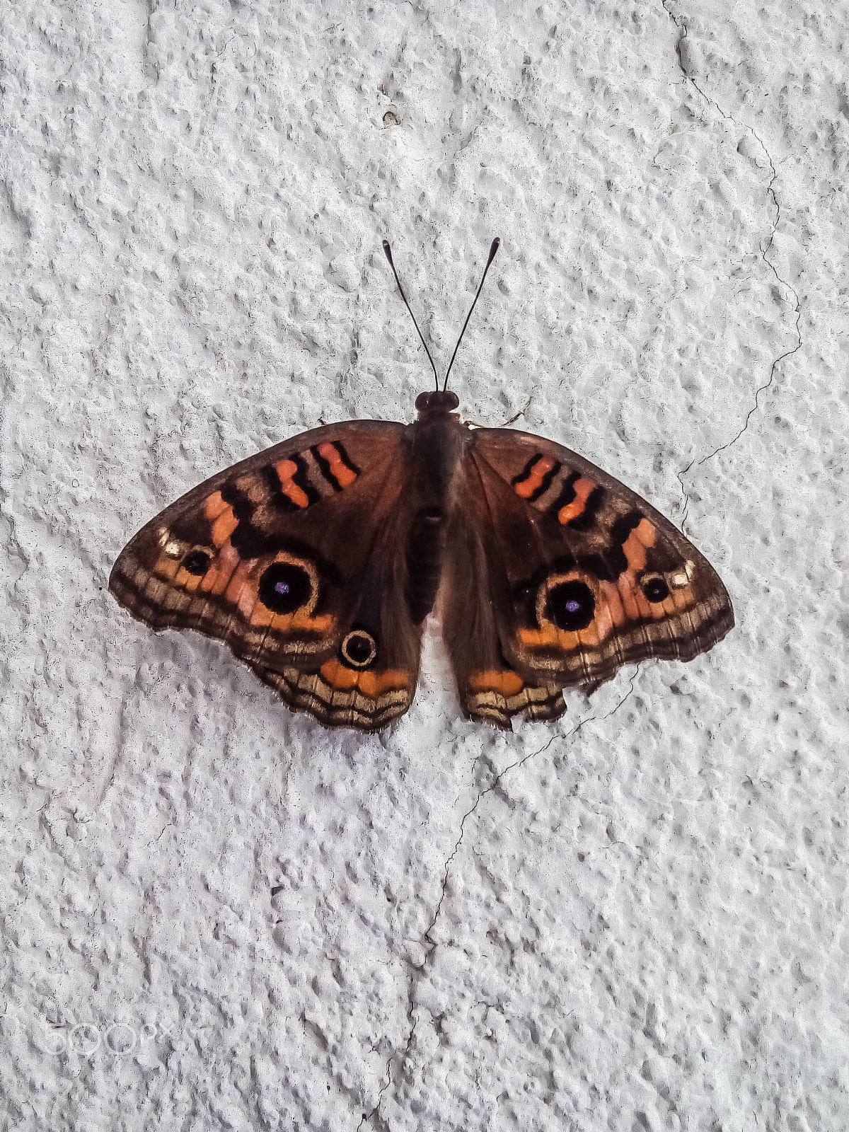 LG H502F sample photo. Butterfly photography