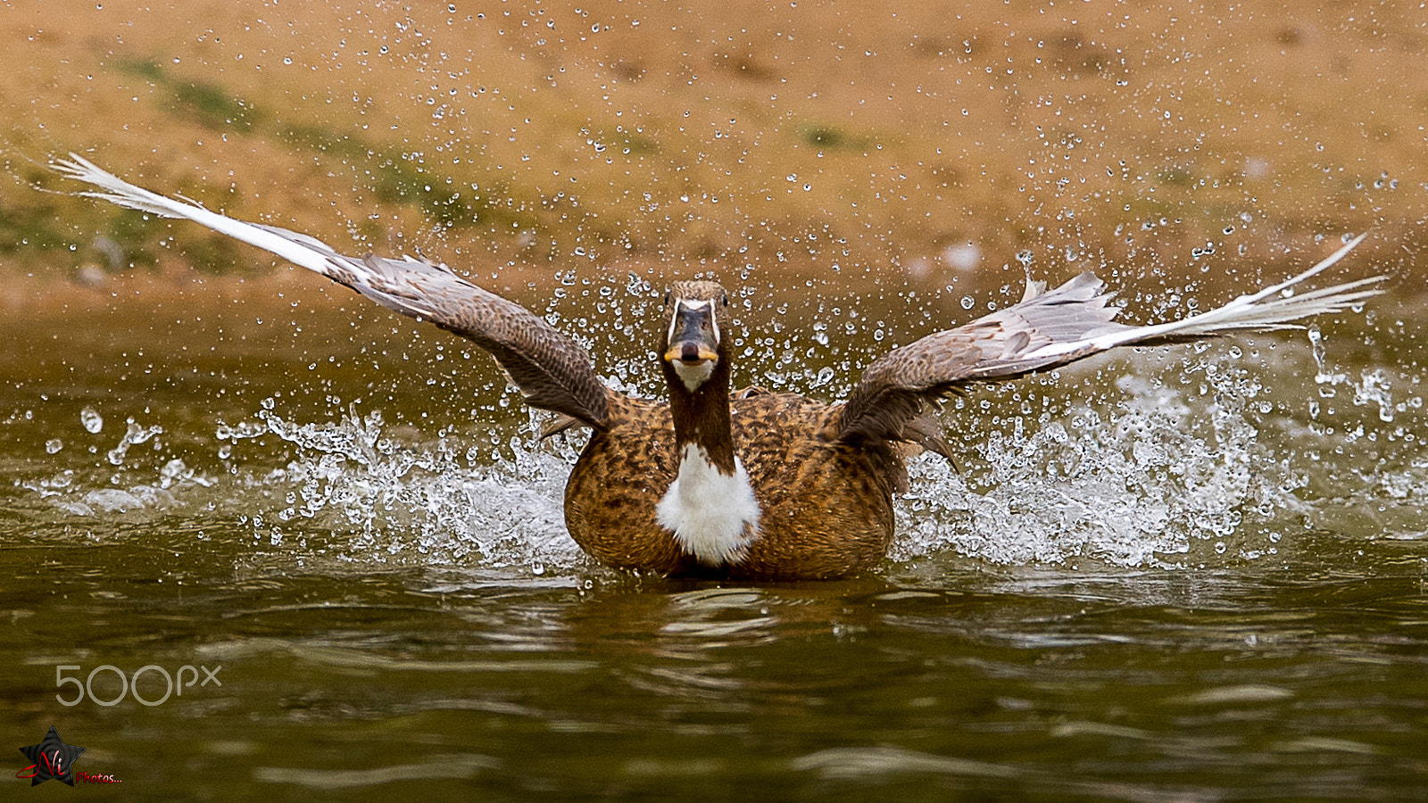 Nikon D5 sample photo. Female mallard duck_psn0295.jpg photography
