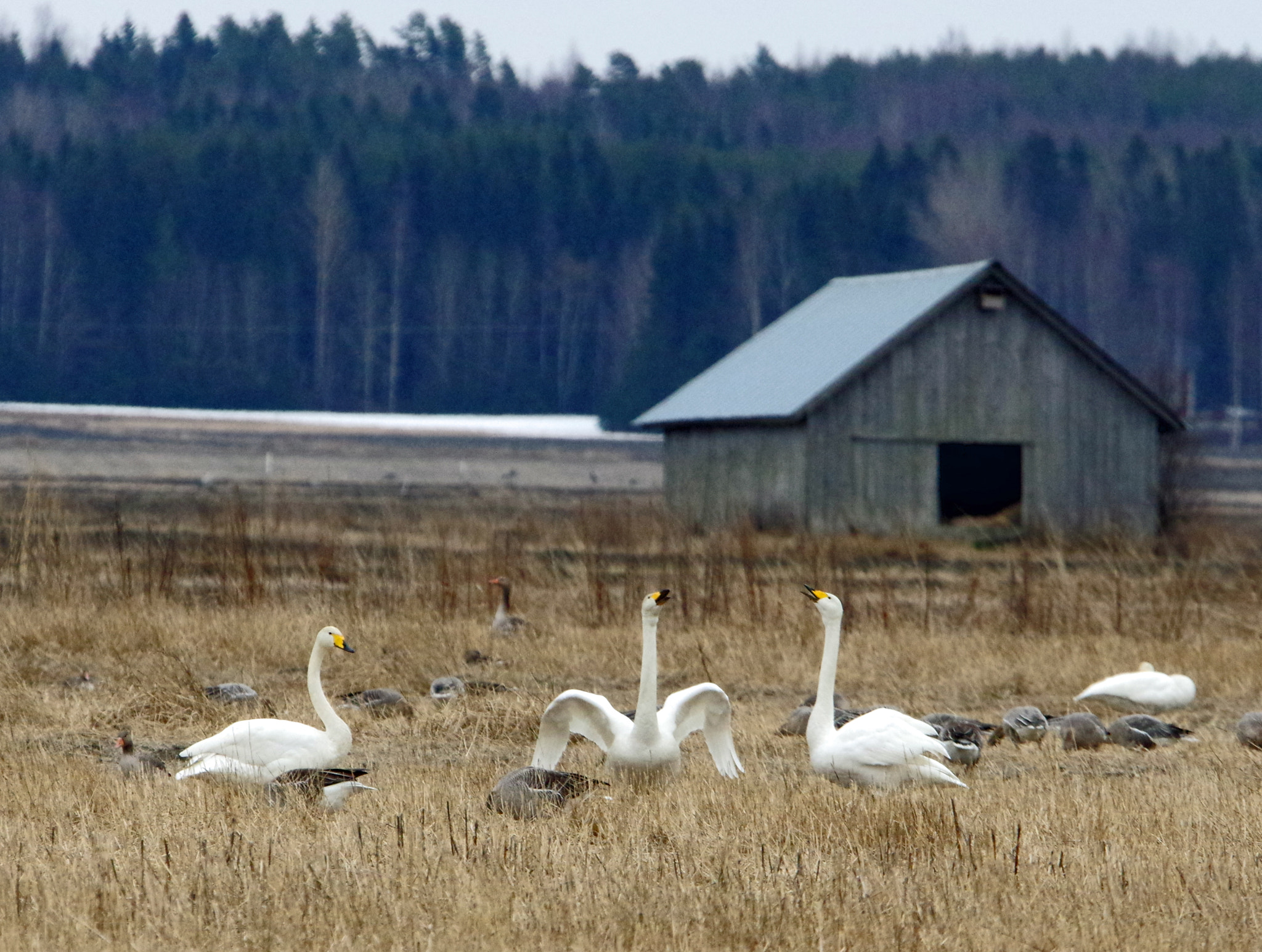 Sigma 120-400mm F4.5-5.6 DG OS HSM sample photo. Trio swans photography