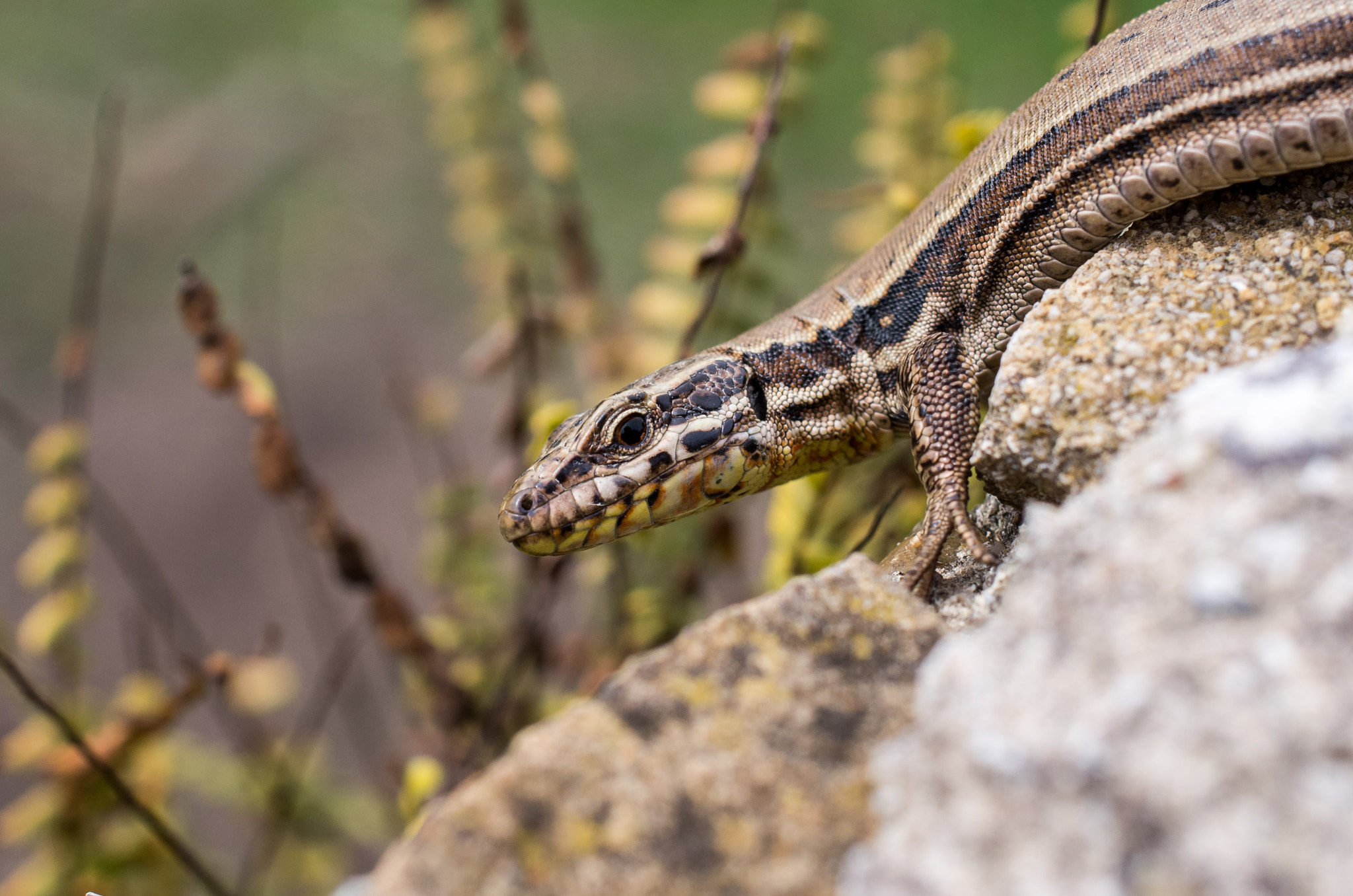Pentax smc DA 35mm F2.8 Macro Limited sample photo. Little lizard photography
